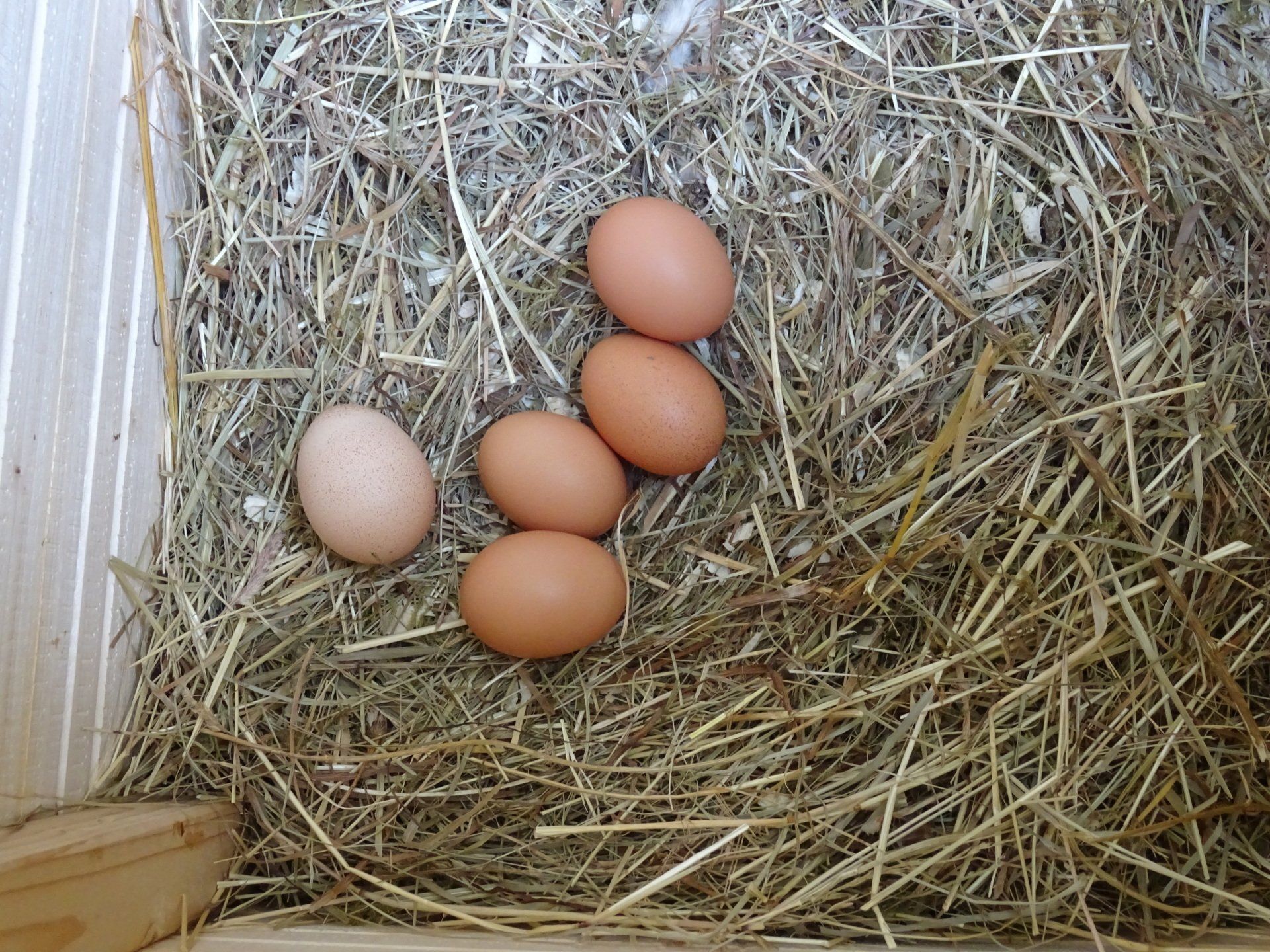 Eier auf dem Ferienhof Hohe