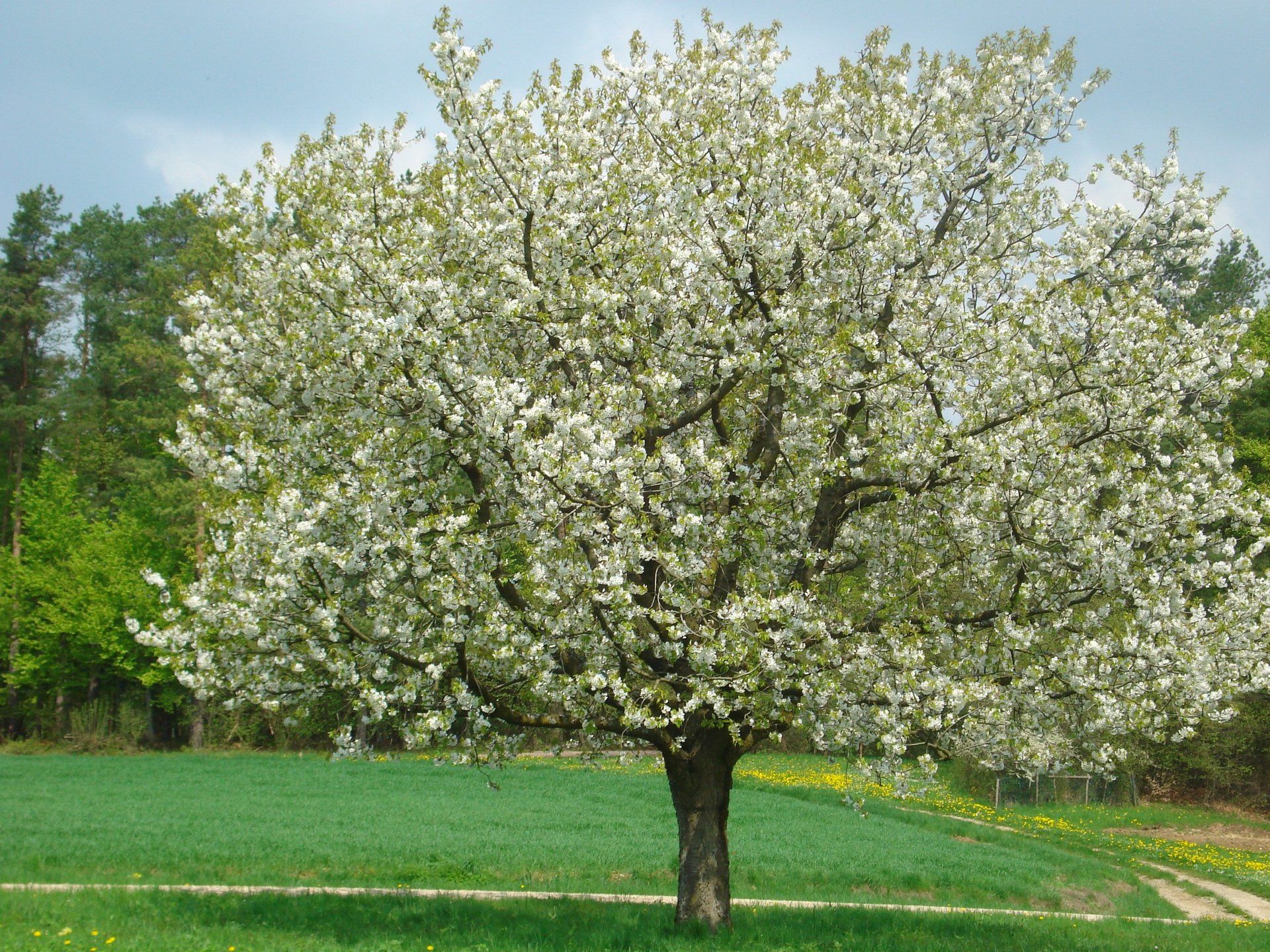 Kirschblüte auf den Ferienhof Hohe in der Fränkische Schweiz