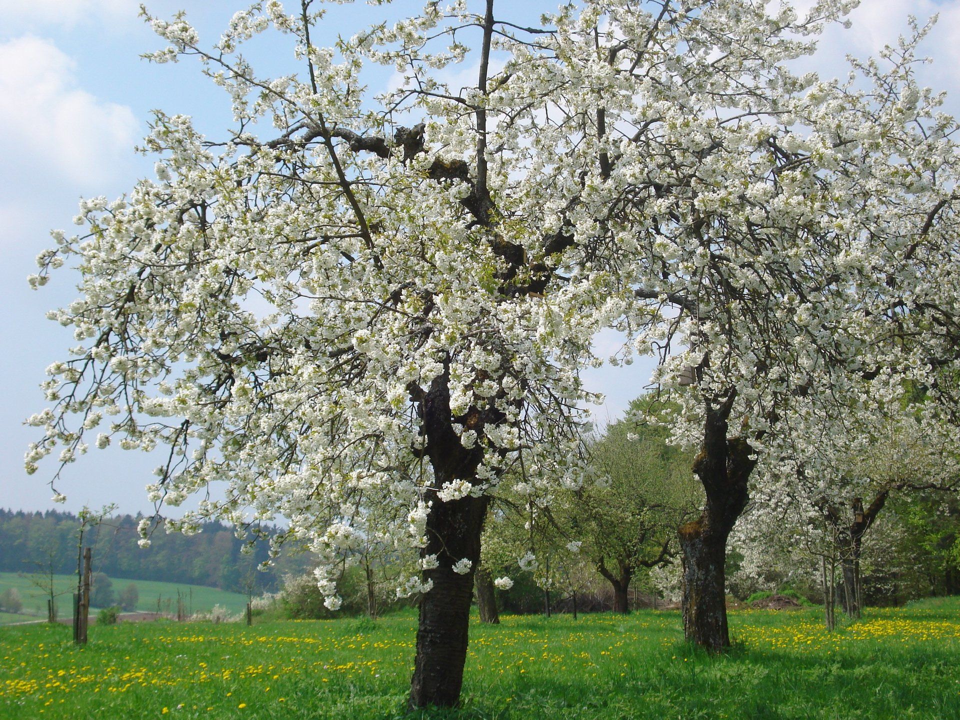 Kirschblüte auf den Ferienhof Hohe in der Fränkische Schweiz