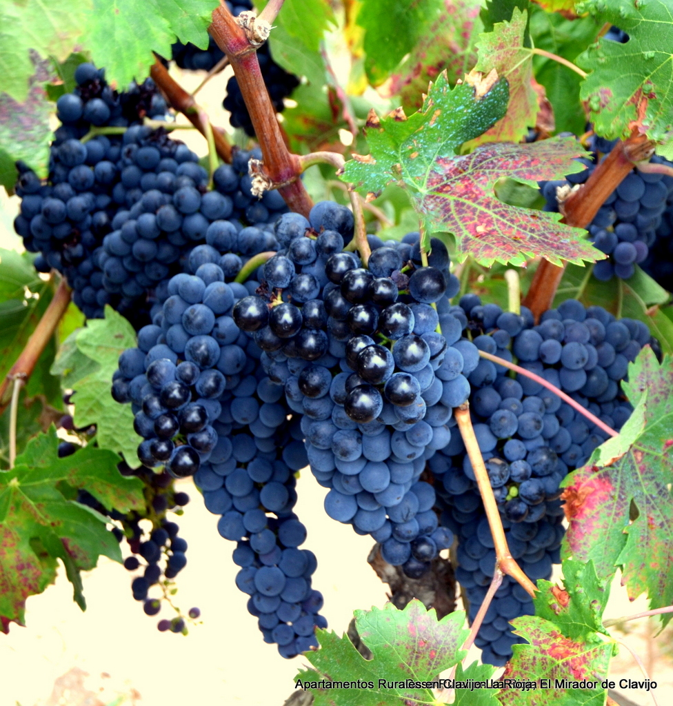 Enoturismo Riojano
