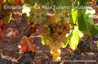 Enoturismo en La Rioja, Turismo del vino