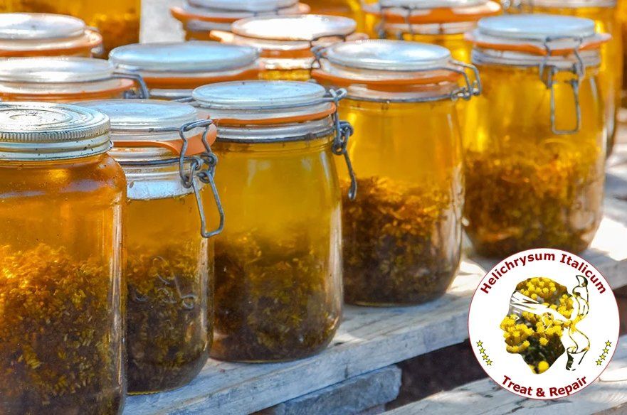 Helichrysum macerate from Corsica