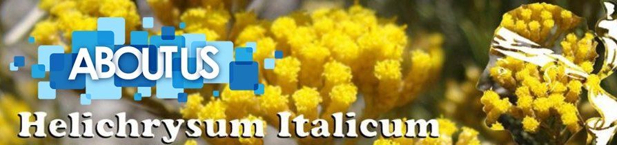 Immortelle, Helichrysum, Murreda All about our Helichrysum family