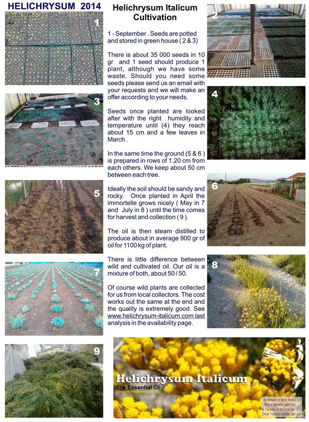 Stages of production of Helichrysum
