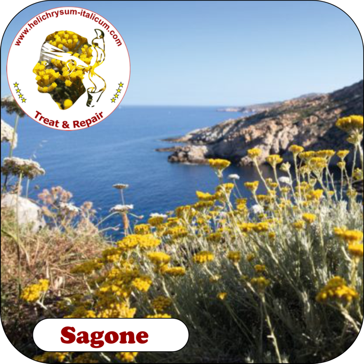 Helichysum, Immortelle growing wild