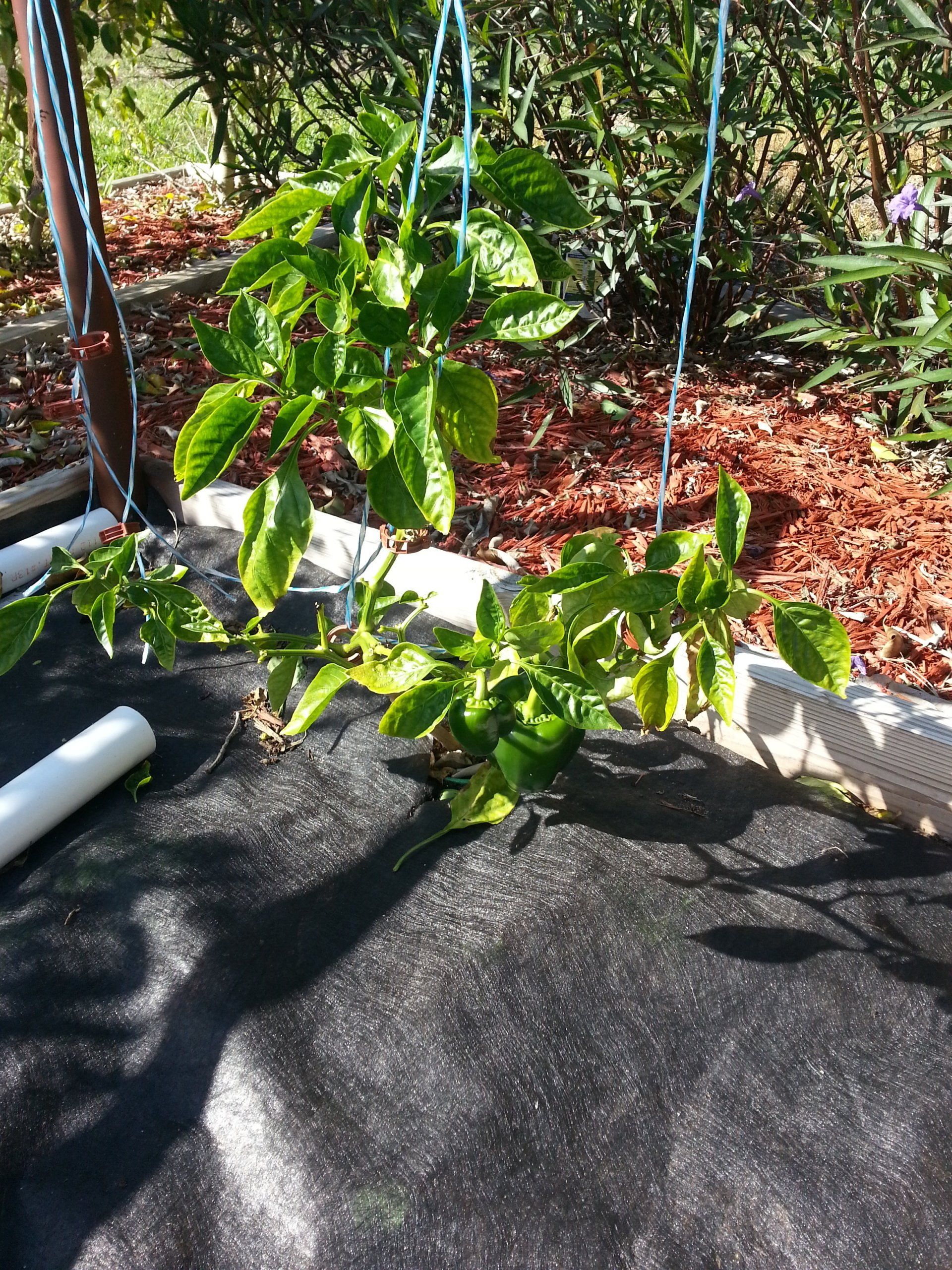 bell pepper bush