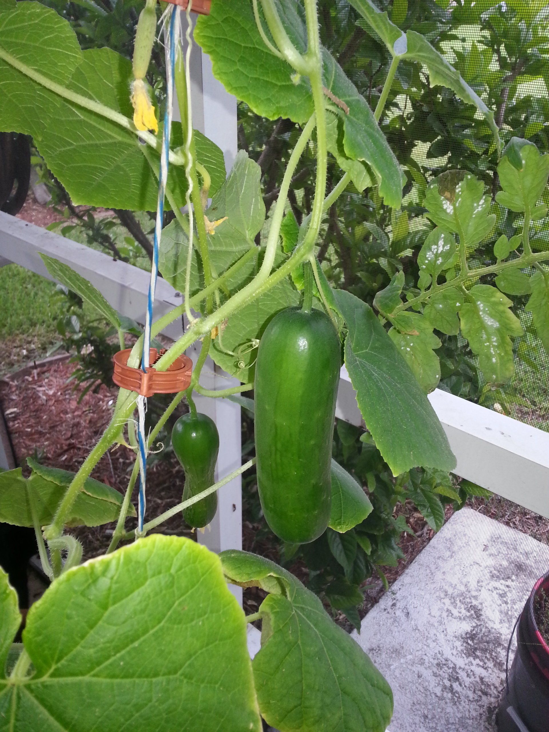 cucumber plant in pot