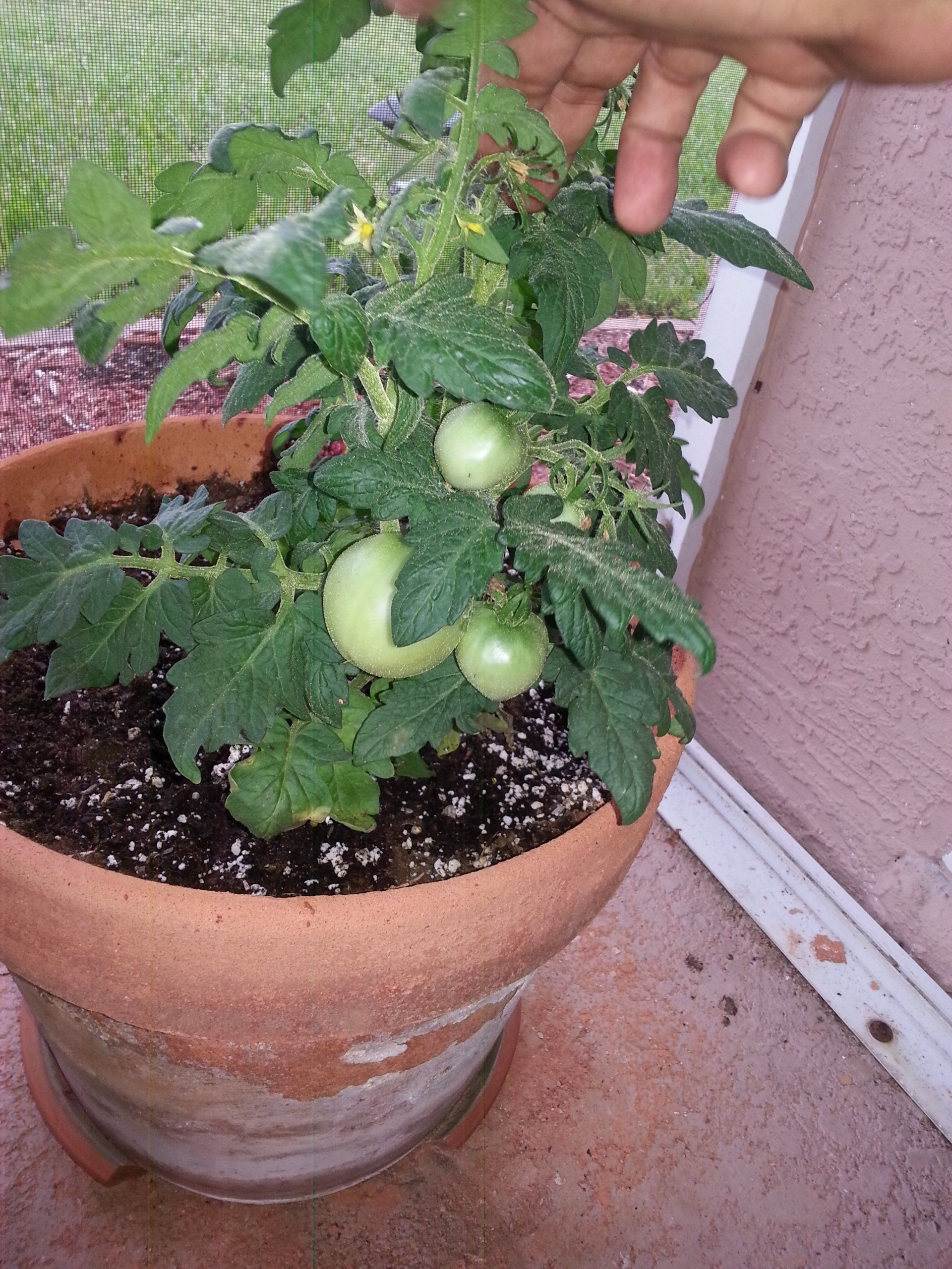 tomato plant in pot