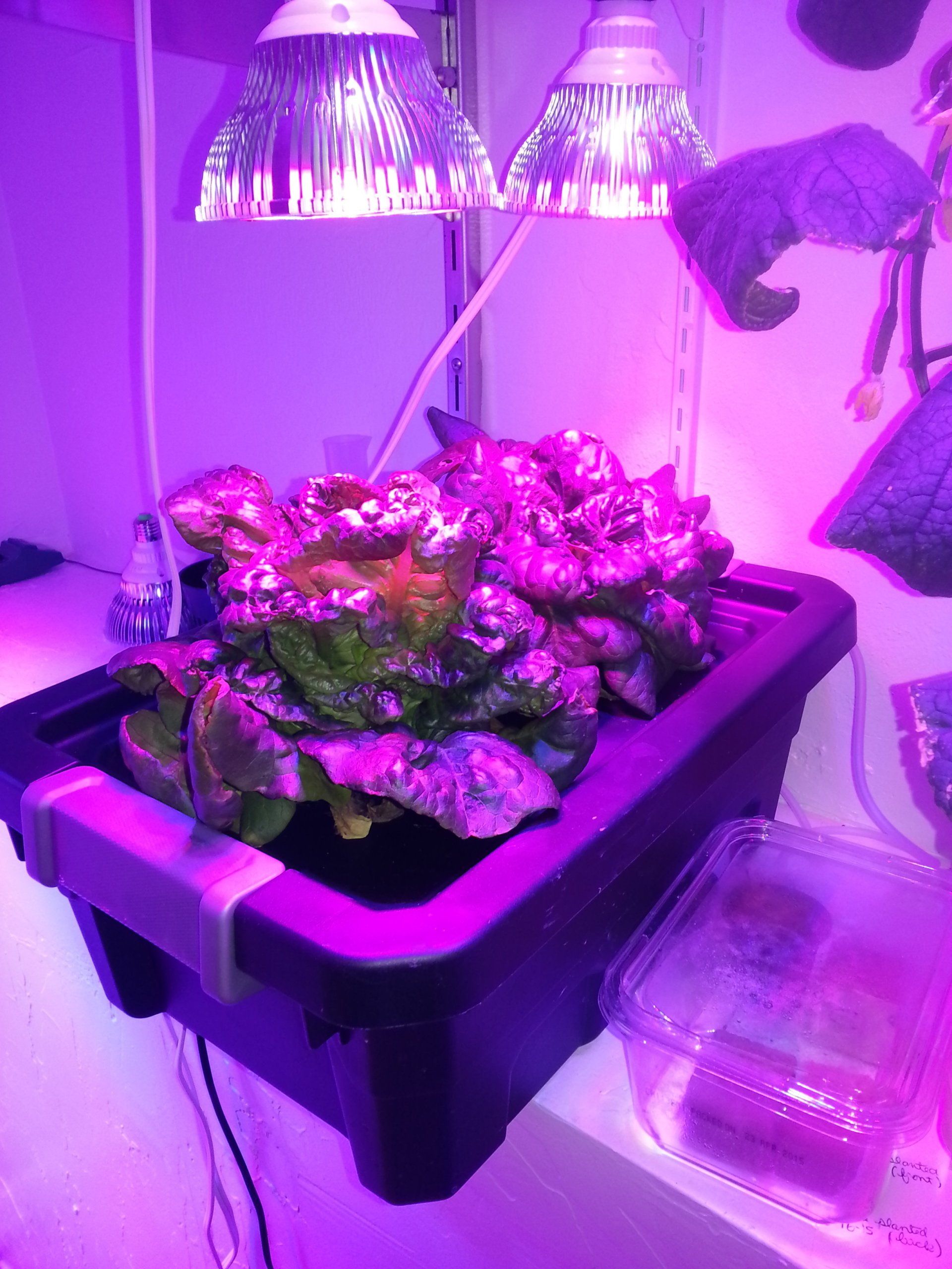 Lettuce in 4 gallon cloner