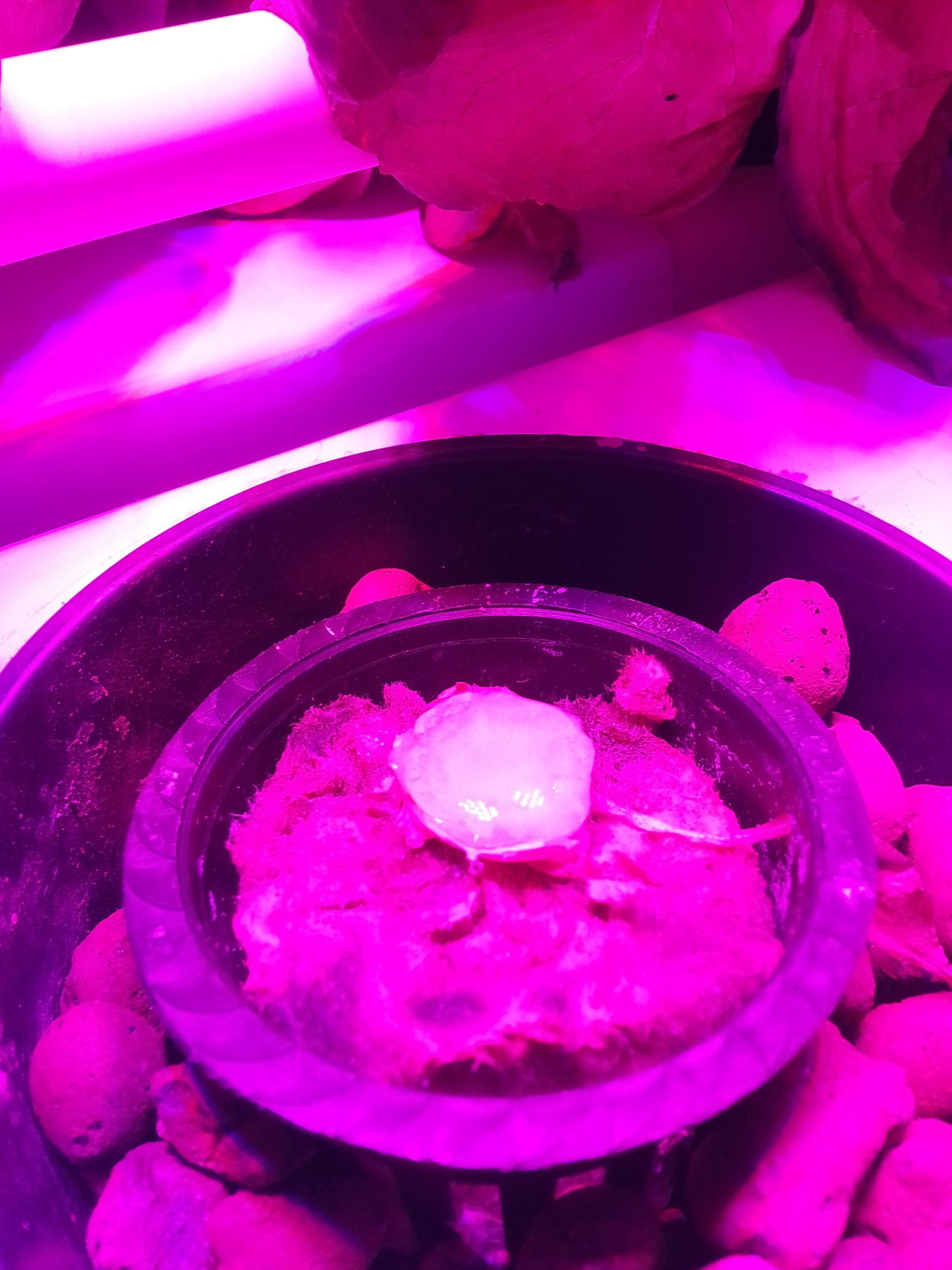 Water bubble on top of  cut lettuce stem