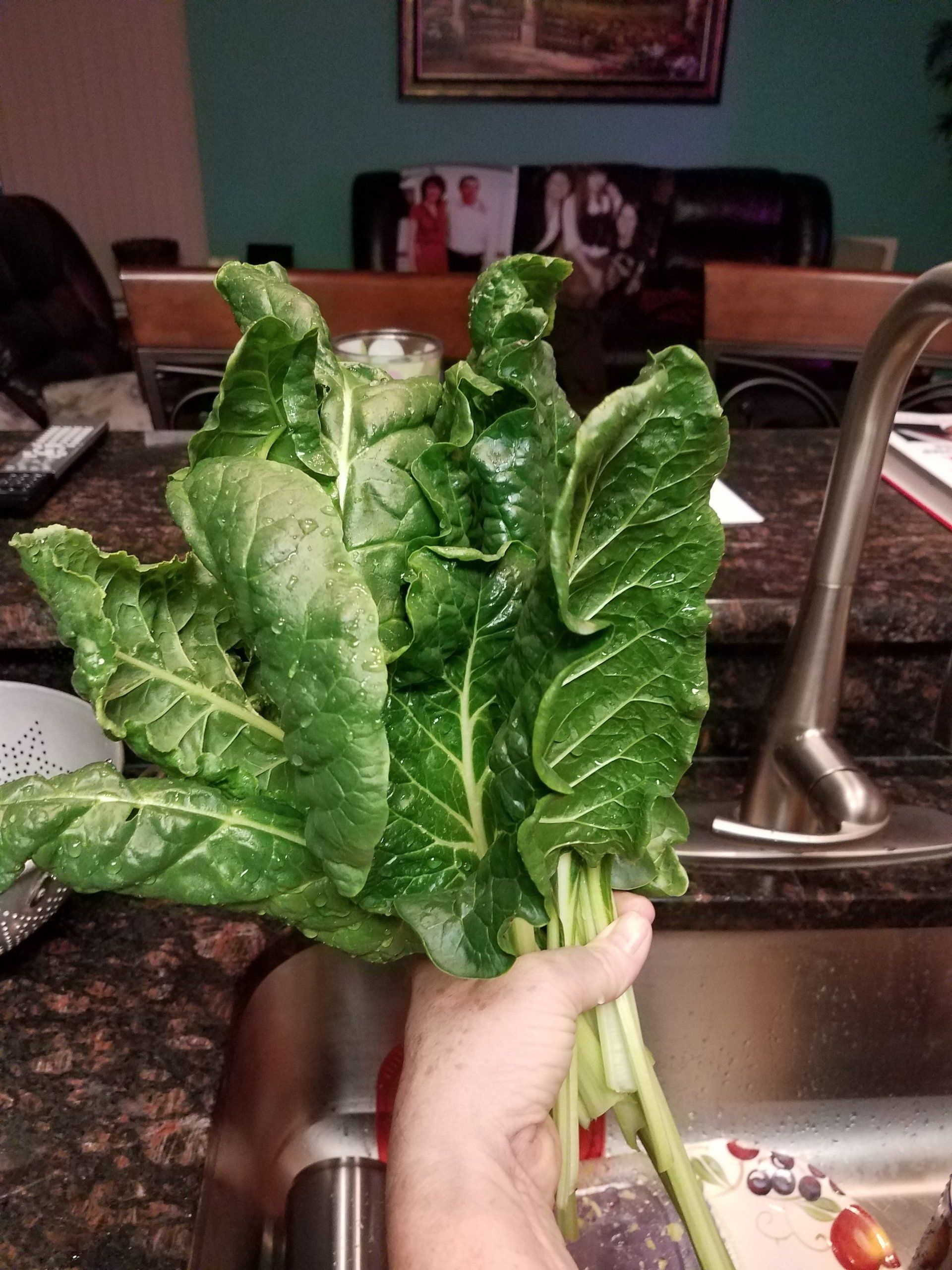 swiss chard leaf