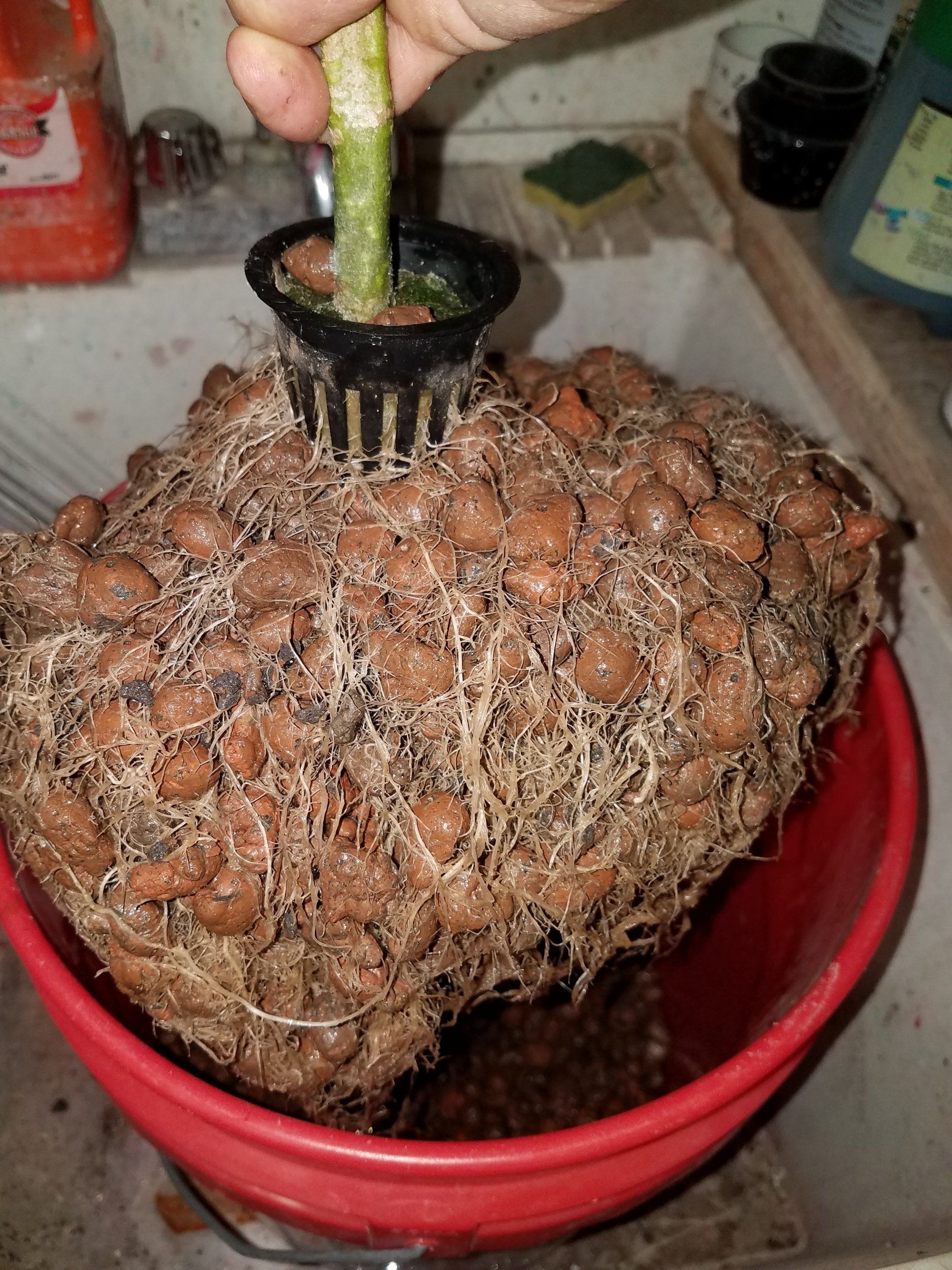 Tomato plant root ball