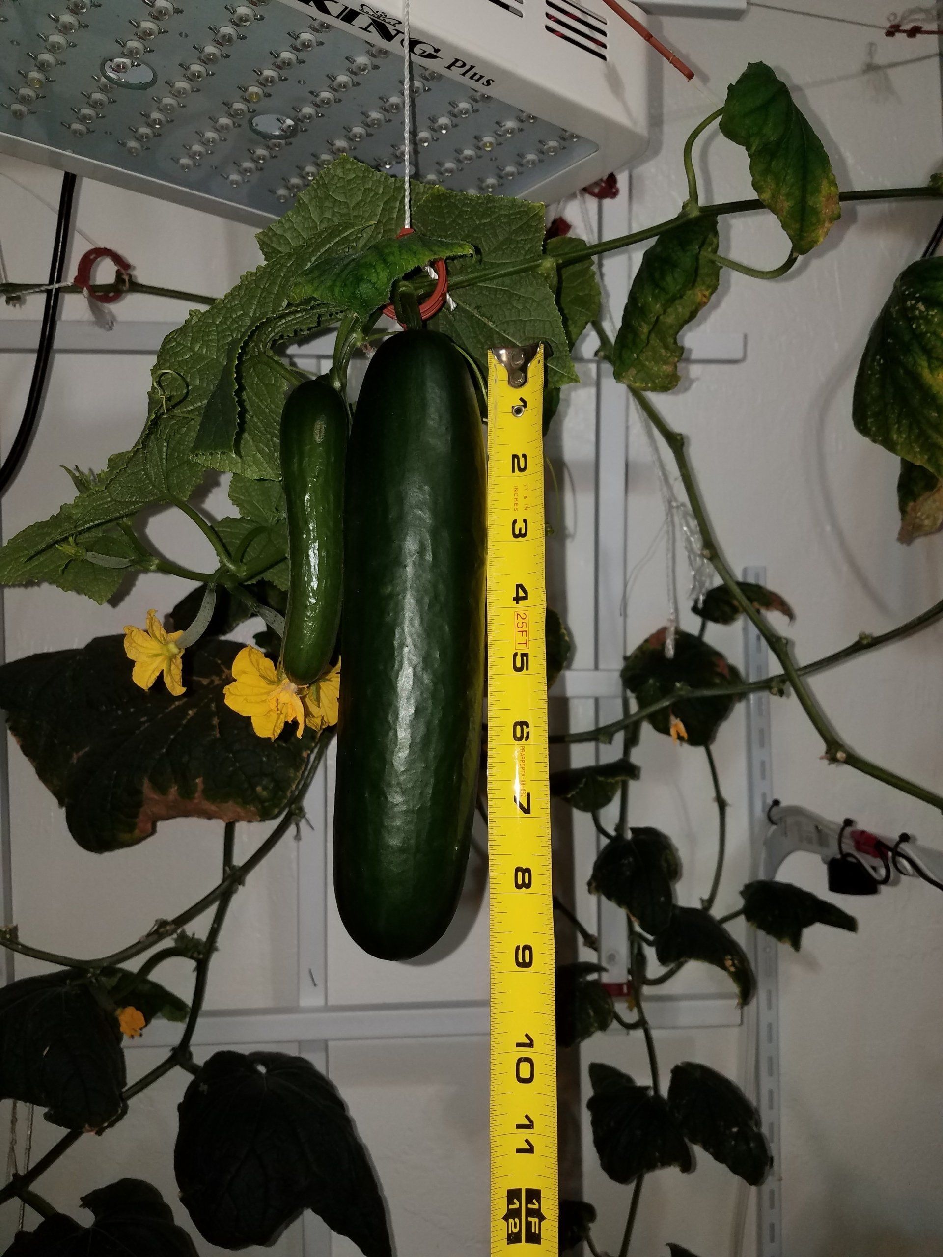 cucumber size