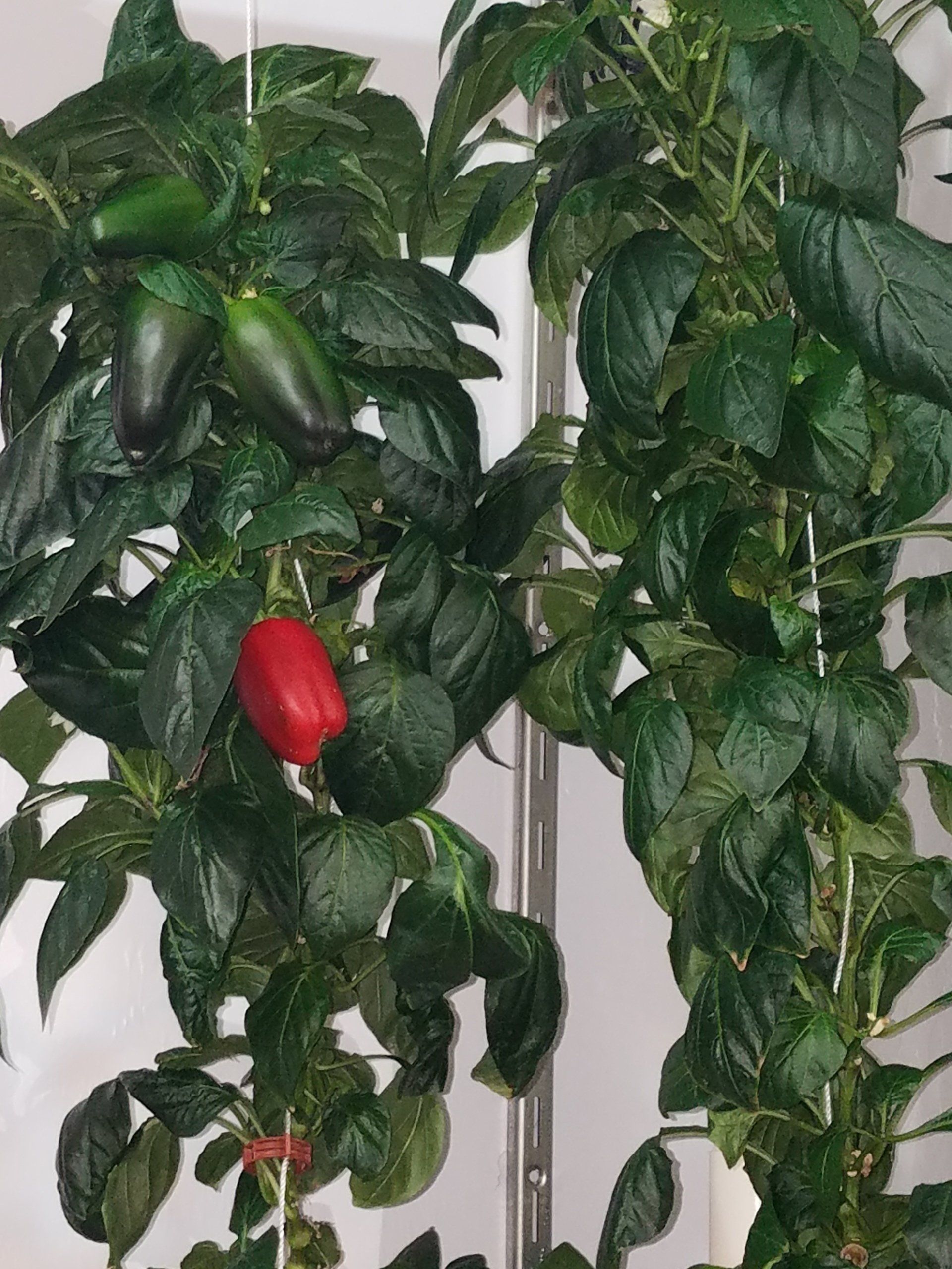 Bell Pepper plant in hydroponic room