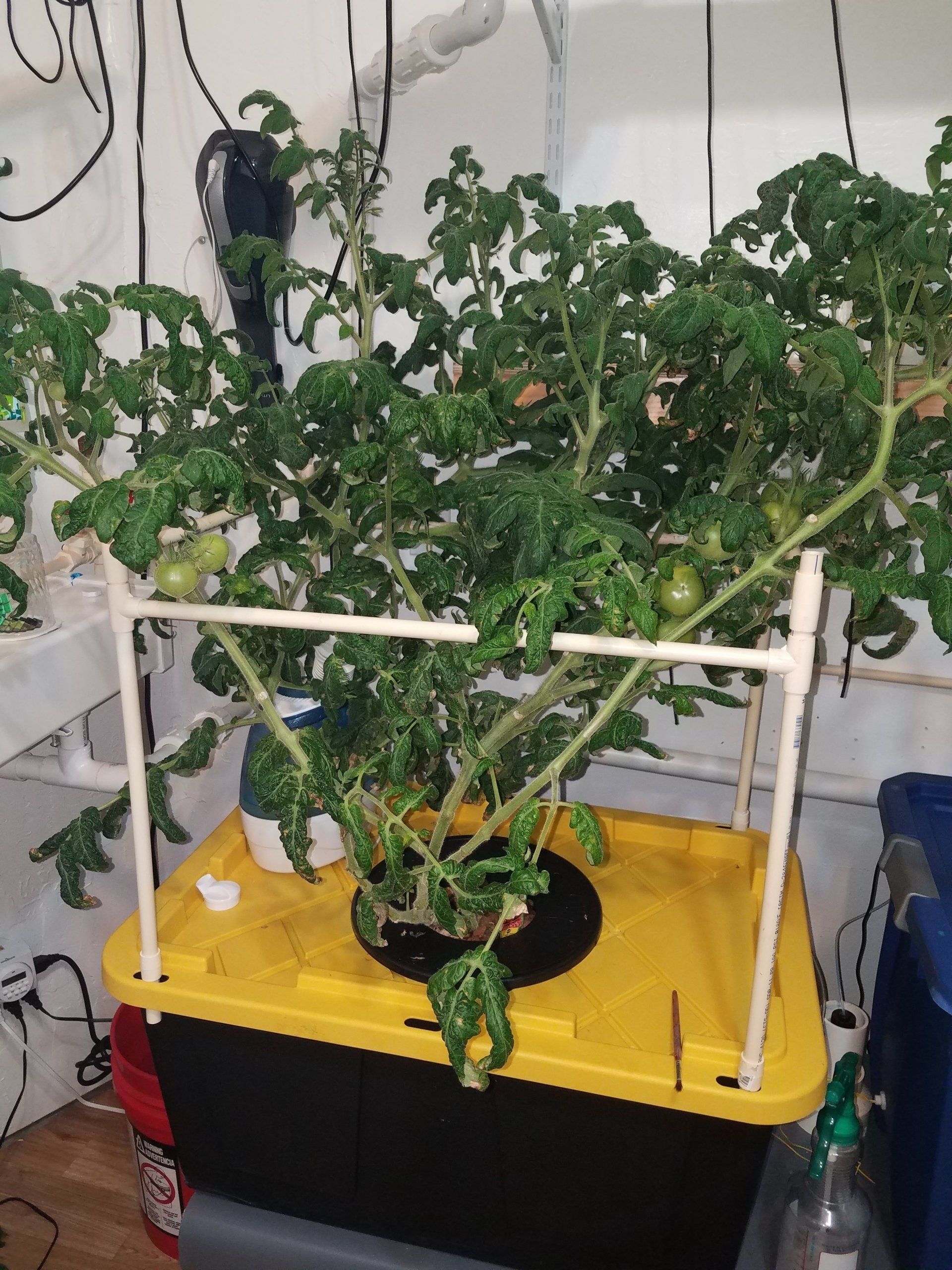 Tomato plant in deep water culture