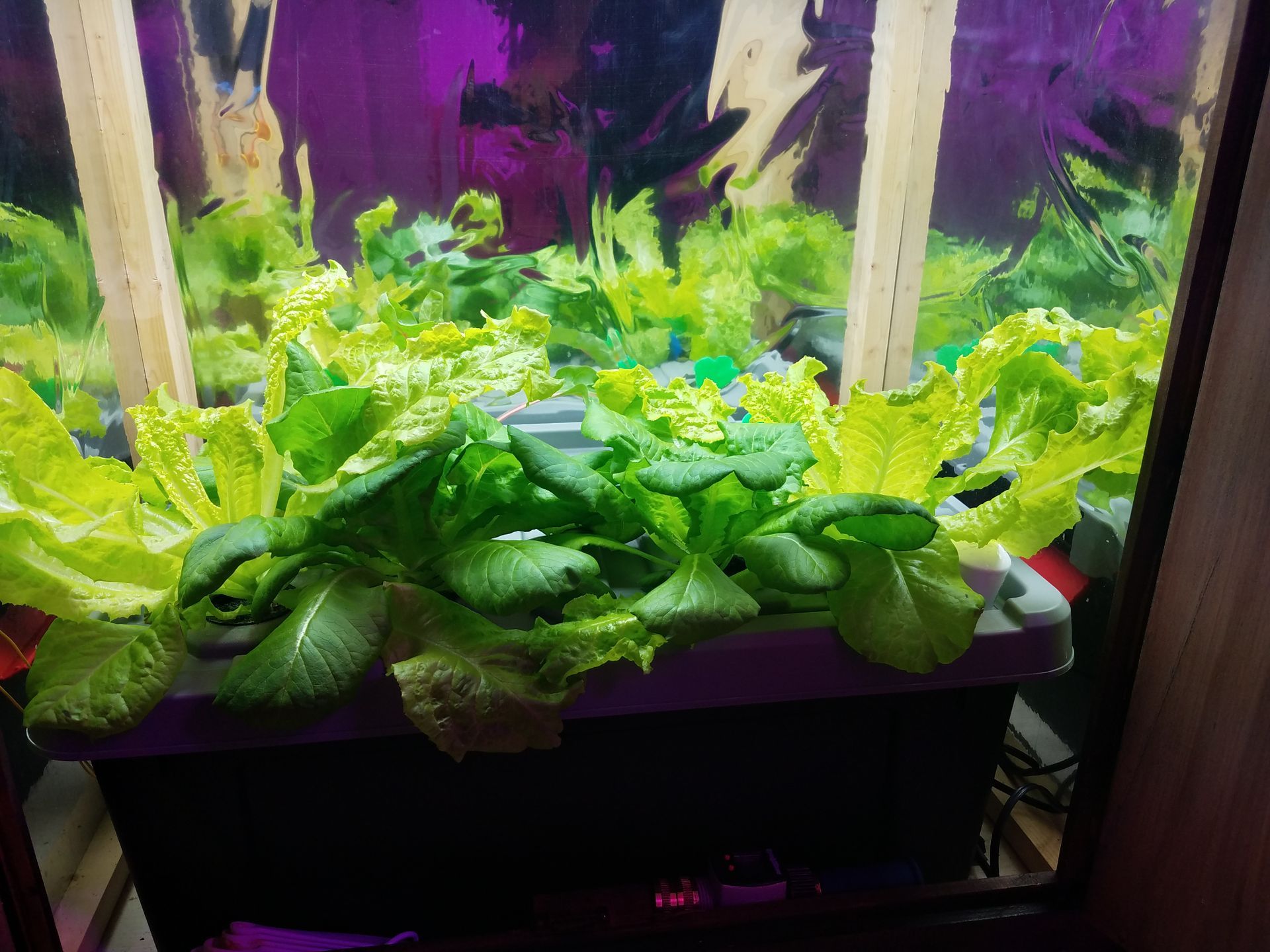 yellow leaf and bibb lettuce in hydroponic