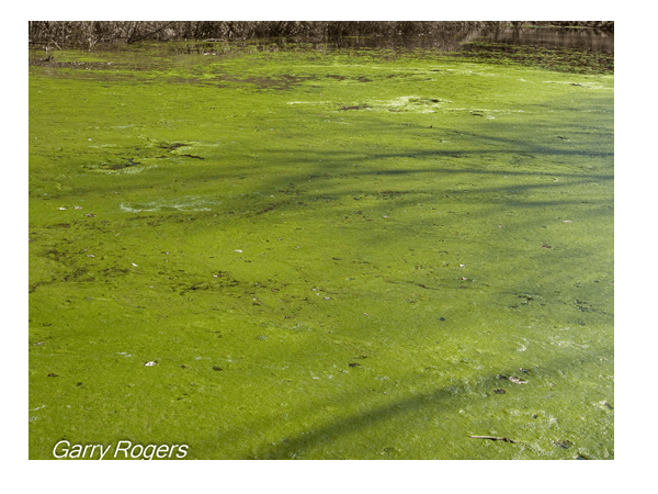 Algae bloom in a body of water