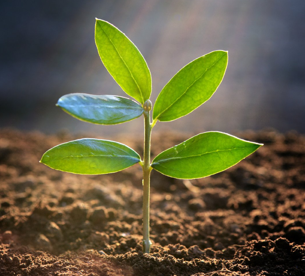 Der Anfang Ein Setzling als Symbol für den Anfang wächst aus der Erde