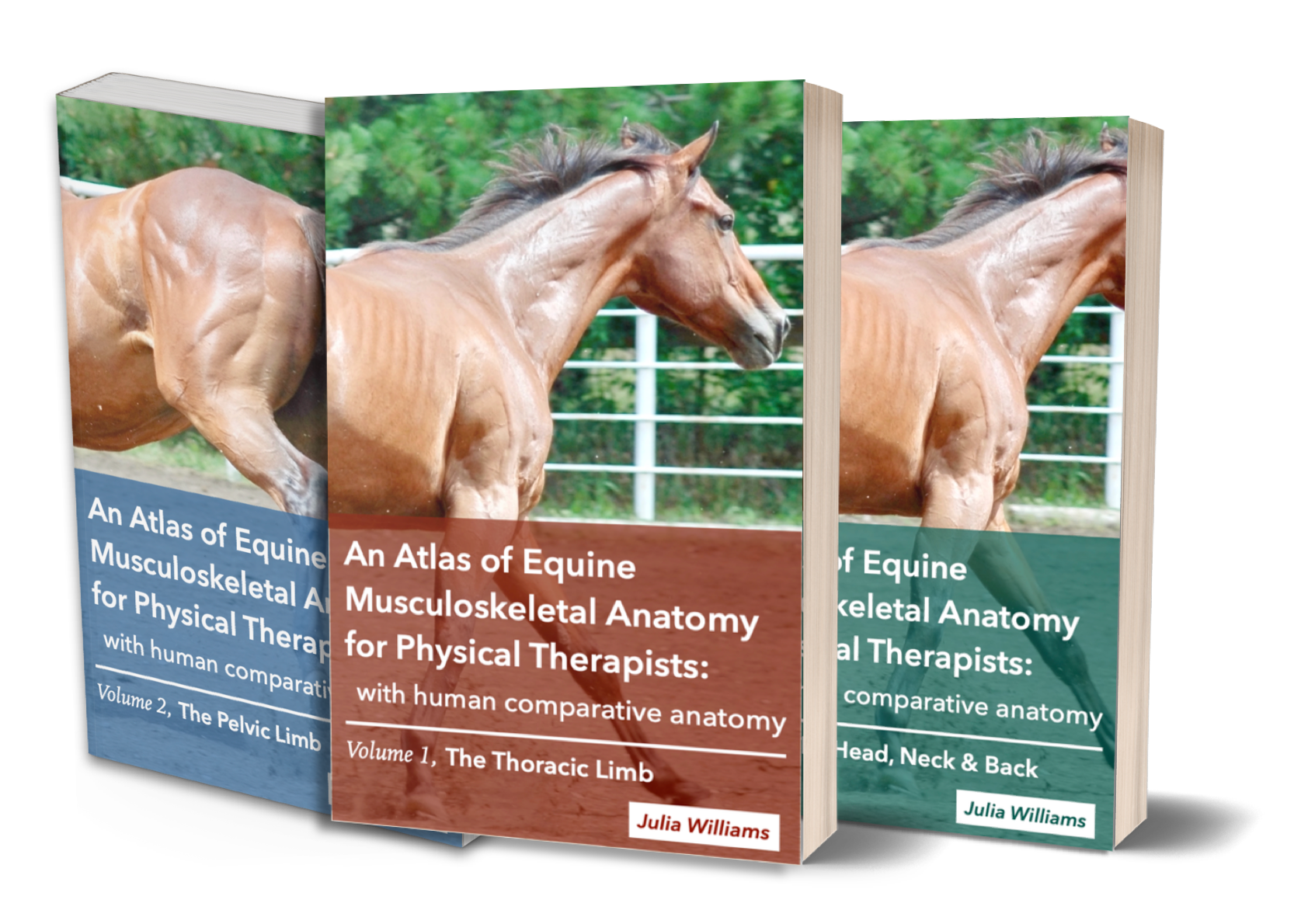 An Atlas of Equine Musculoskeletal Anatomy for Physical Therapists with human comparative anatomy