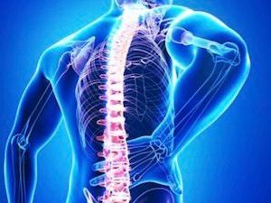 Equine anatomy, surface palpation of landmarks of the horse's foreleg.