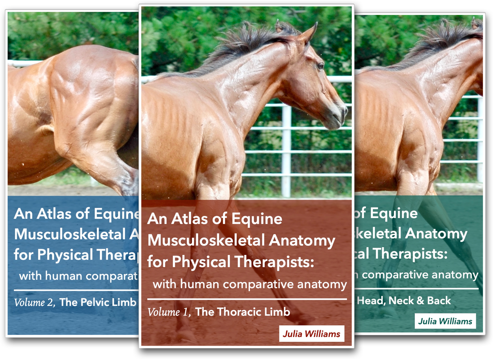 An Atlas of Equine Musculoskeletal Anatomy for Physical Therapists with human comparative anatomy