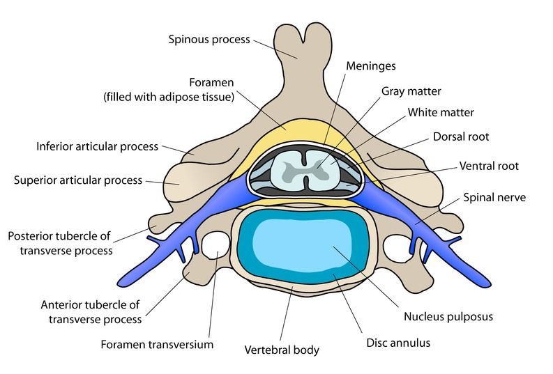 Biodynamic osteopathy