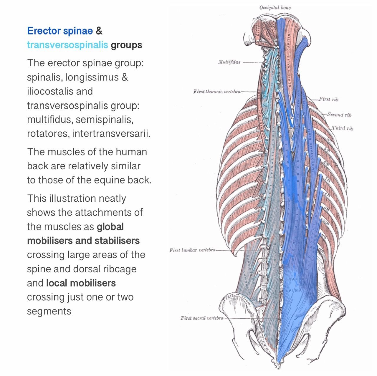 Biodynamic osteopathy
