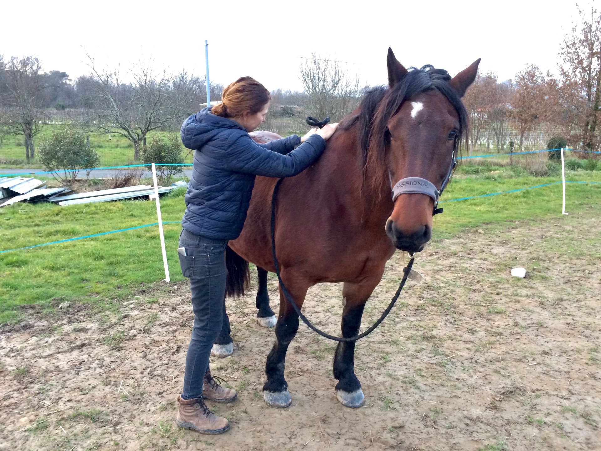 Julia Williams, equine osteopath, UK and SW France.  Treating Noriker horse with osteopathy