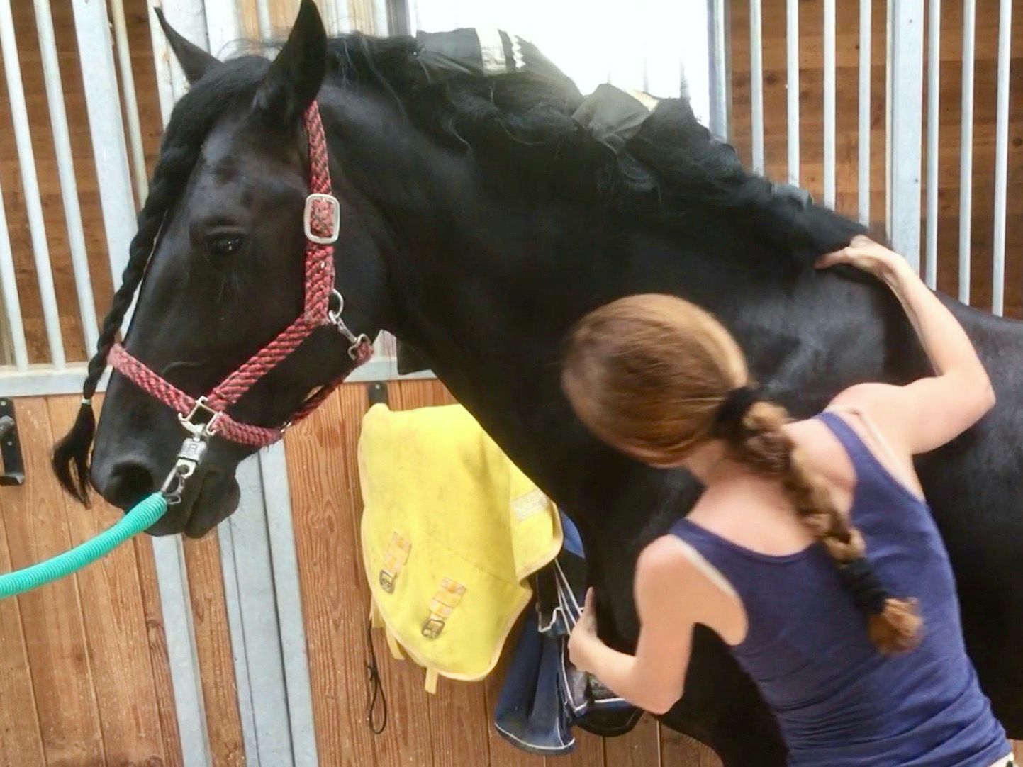 Julia Williams, equine osteopath treating Friesian horse with equine osteopathy