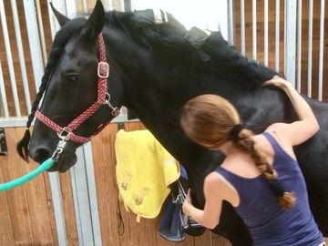 Julia Williams, equine osteopath treating Friesian horse with equine osteopathy