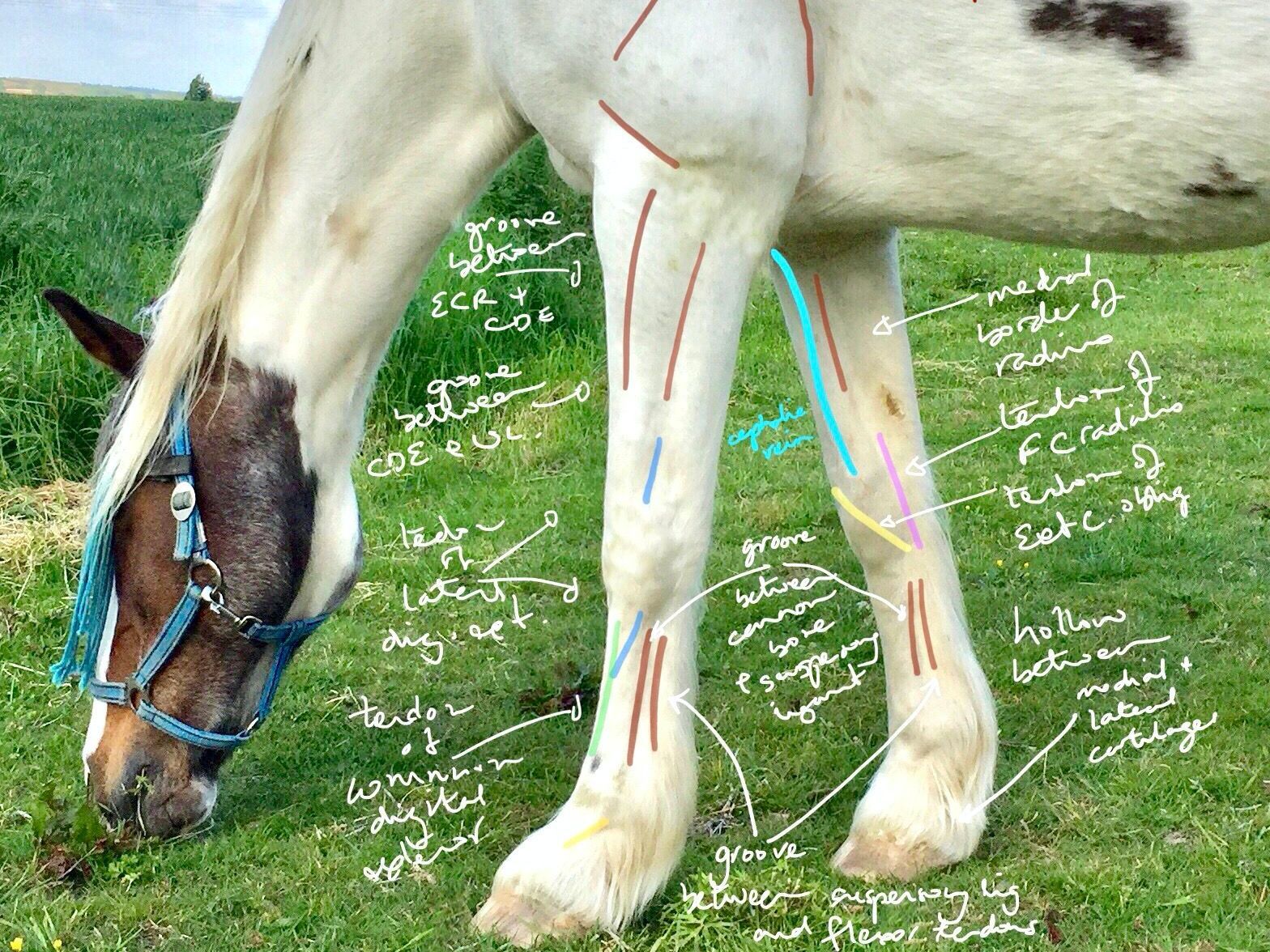 Equine anatomy, surface palpation of landmarks of the horse's foreleg.
