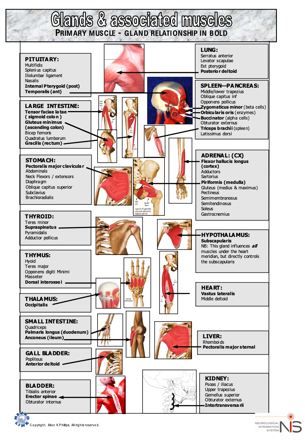 Glands and associated muscles