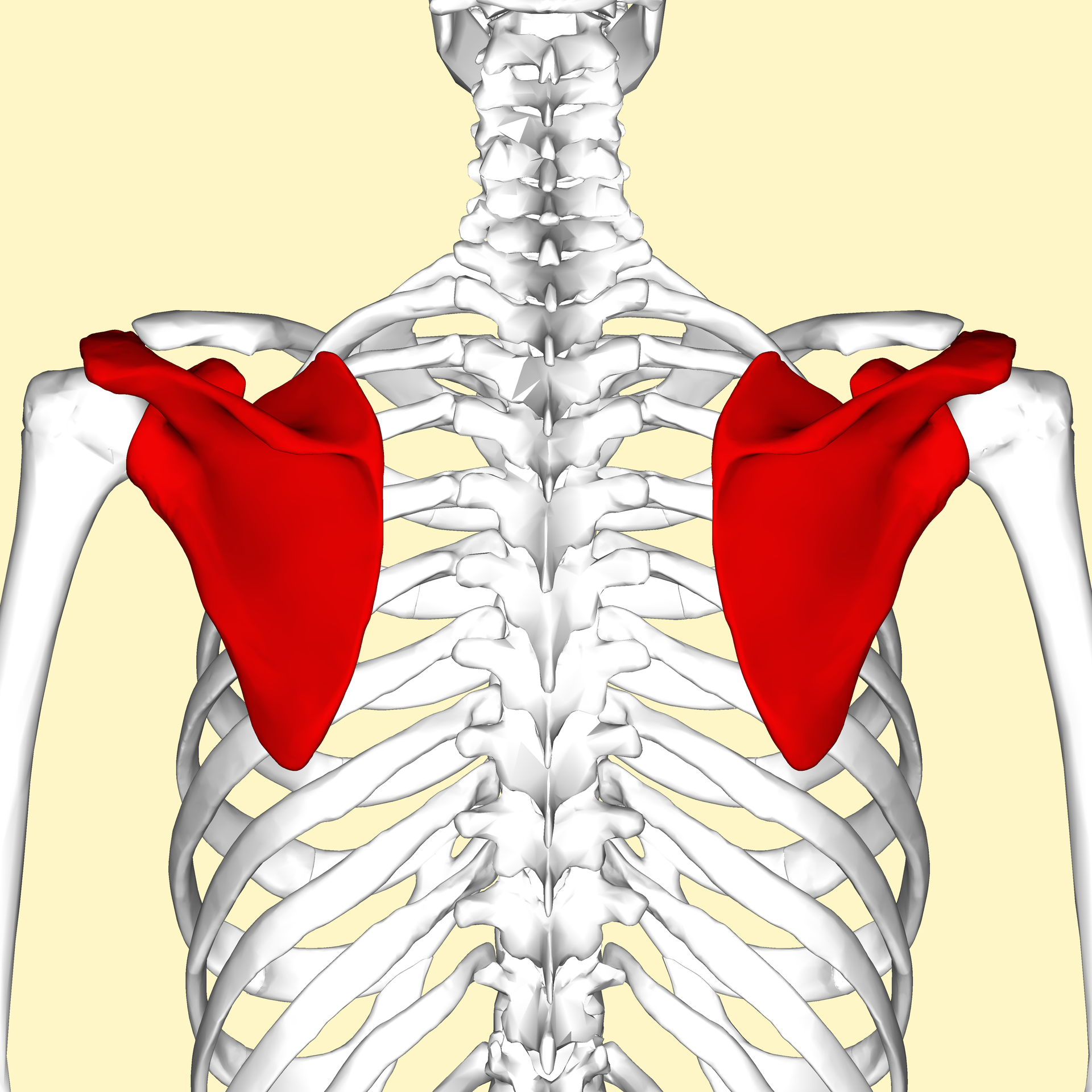 Biodynamic osteopathy