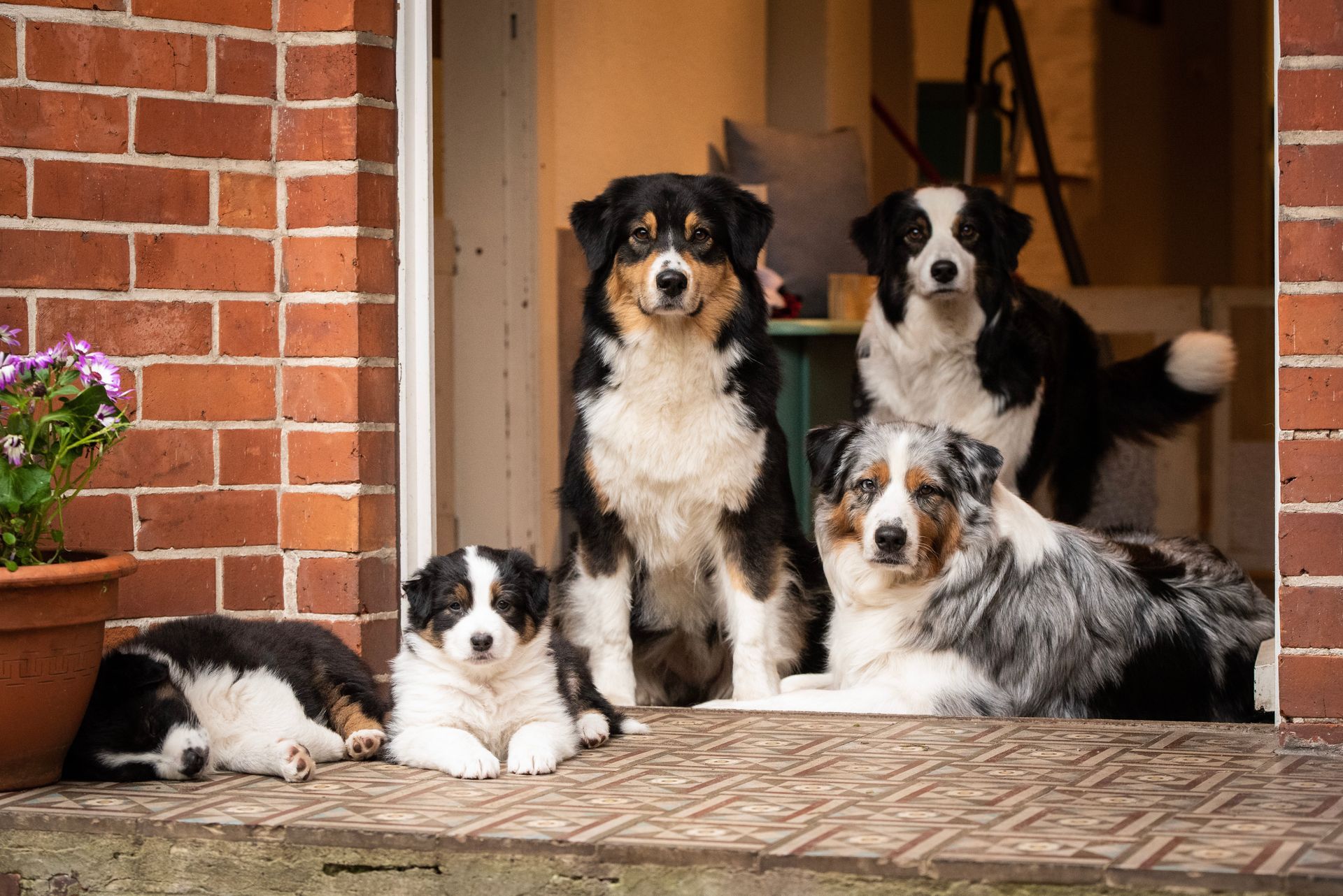 Australian Shepherd Welpen liegen zusammen auf einem Treckerreifen
