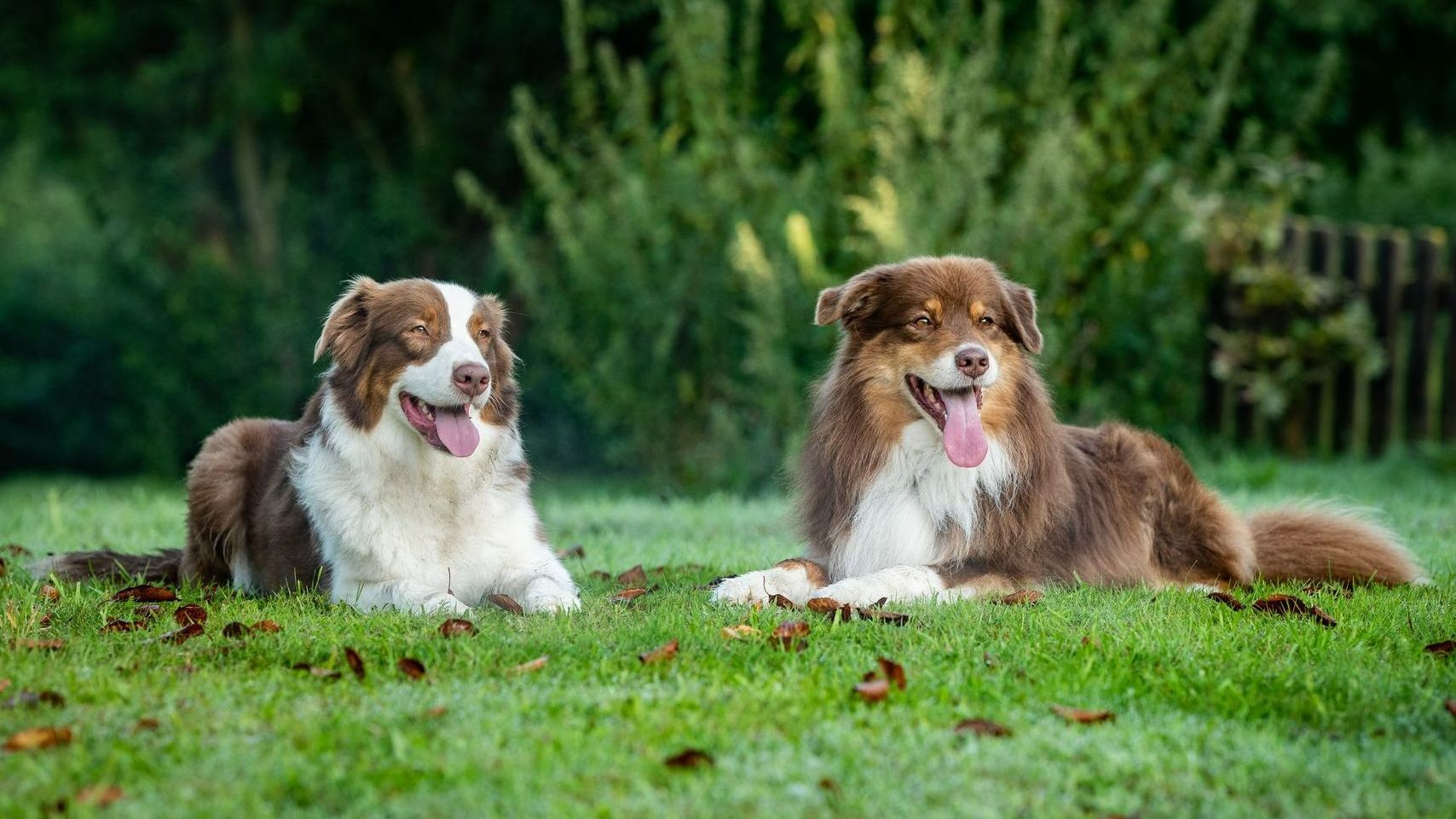Australian Shepherd, Hütehund, Aussie, black tri