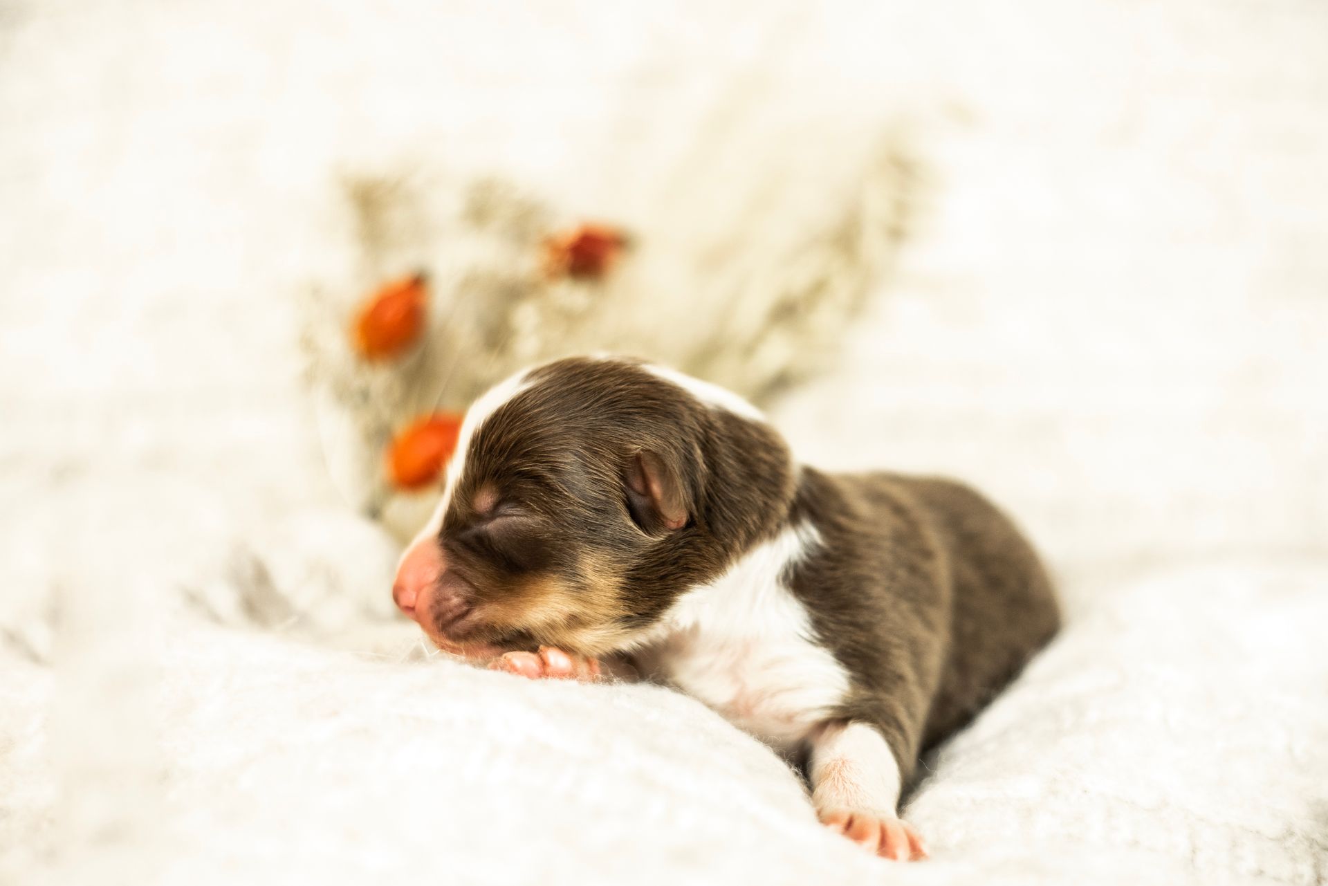 Australian Shepherd Welpe Hundewelpe Aussiewelpe