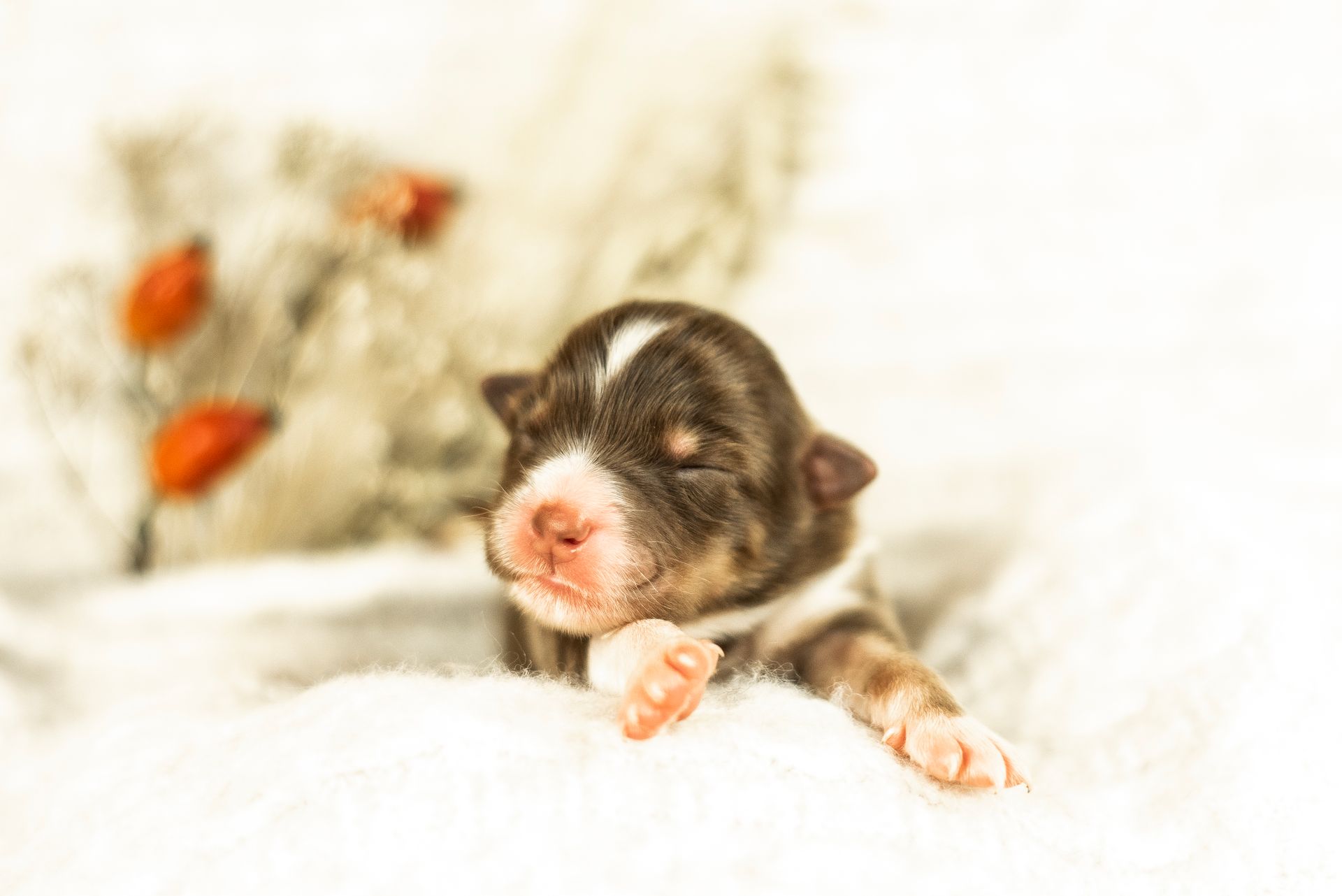 Australian Shepherd Welpe Hundewelpe Aussiewelpe