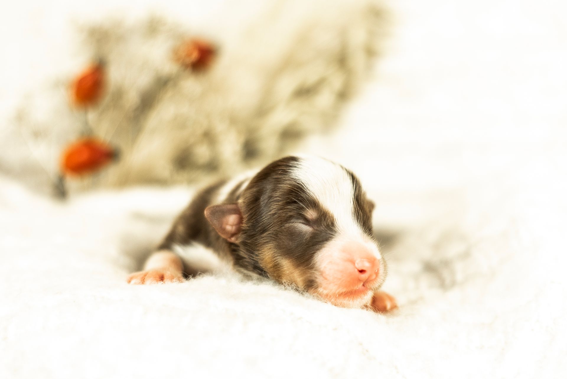 Australian Shepherd Welpe Hundewelpe Aussiewelpe