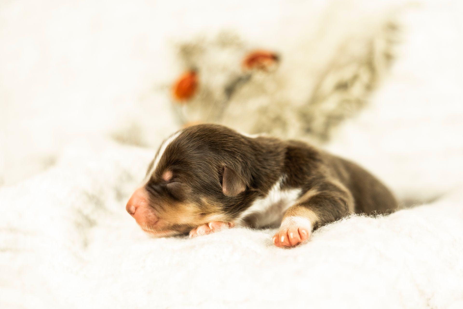 Australian Shepherd Welpe Hundewelpe Aussiewelpe