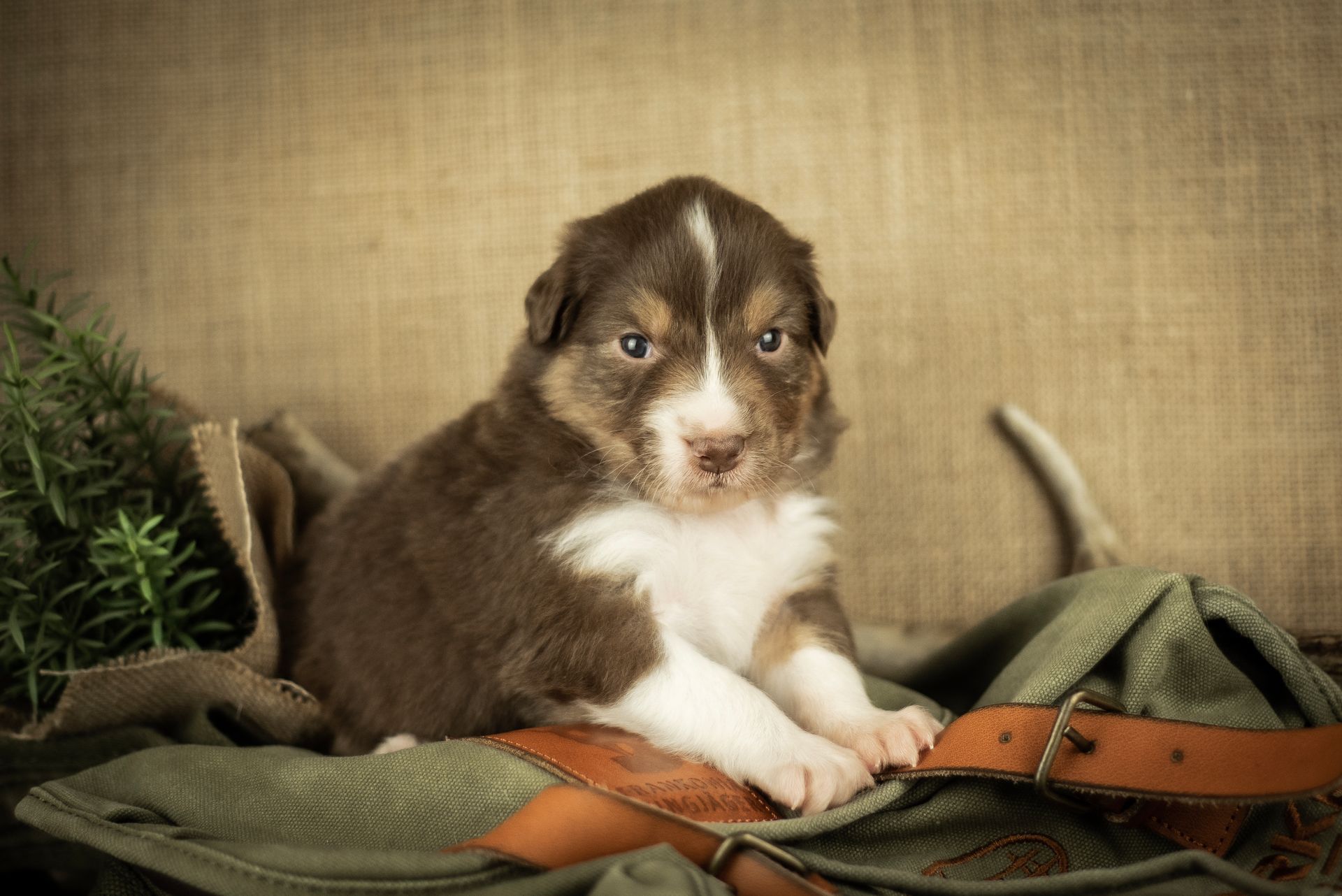 Australian Shepherd Welpe Hundewelpe Aussiewelpe
