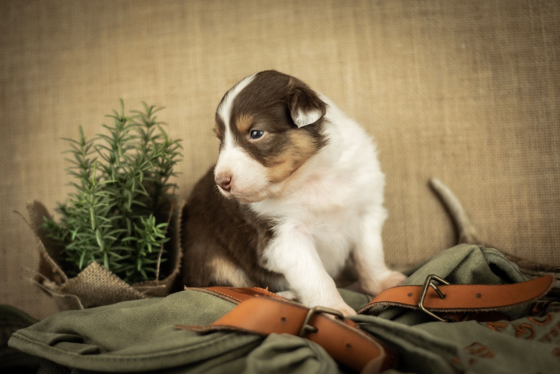 Australian Shepherd Welpe Hundewelpe Aussiewelpe