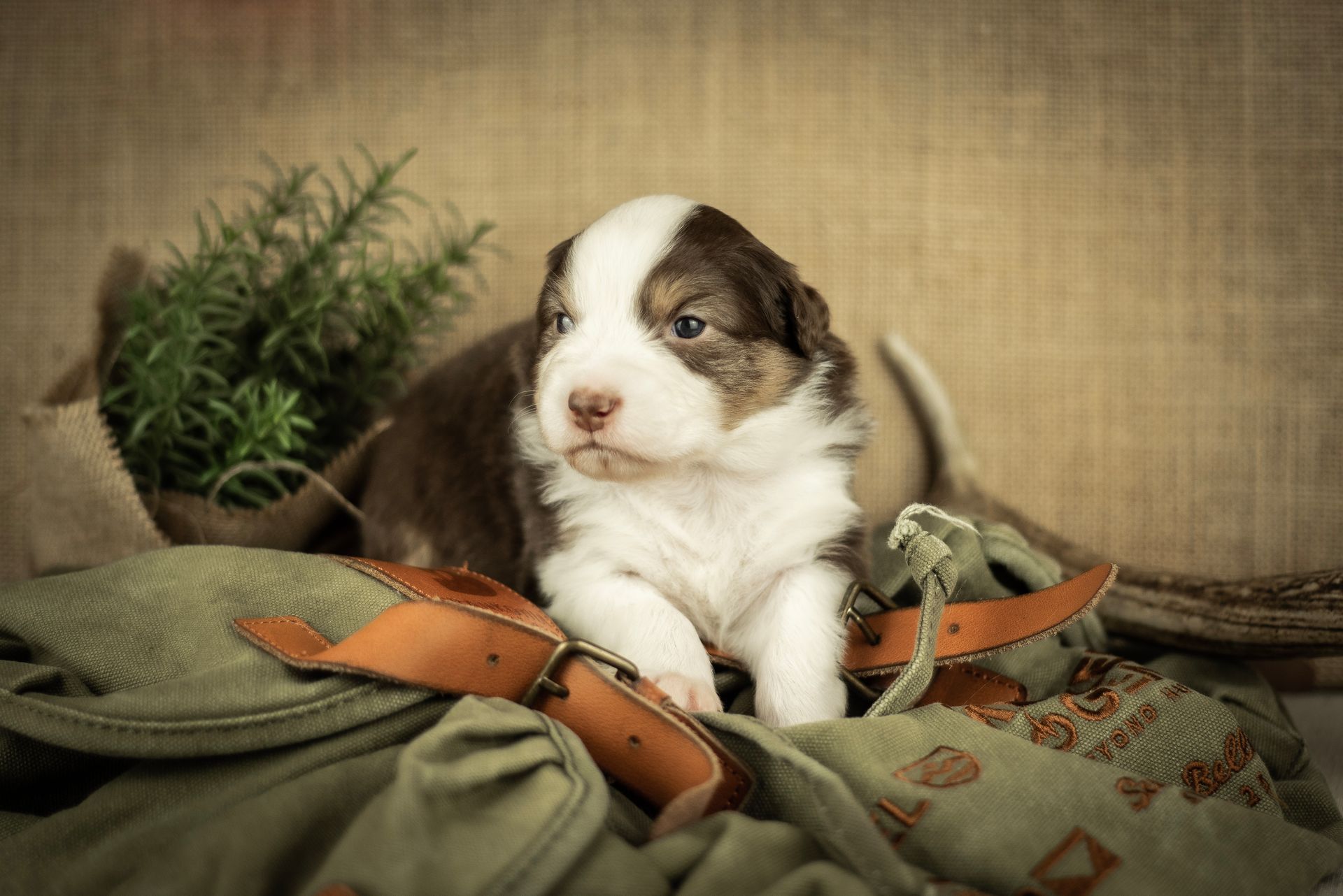 Australian Shepherd Welpe Hundewelpe Aussiewelpe