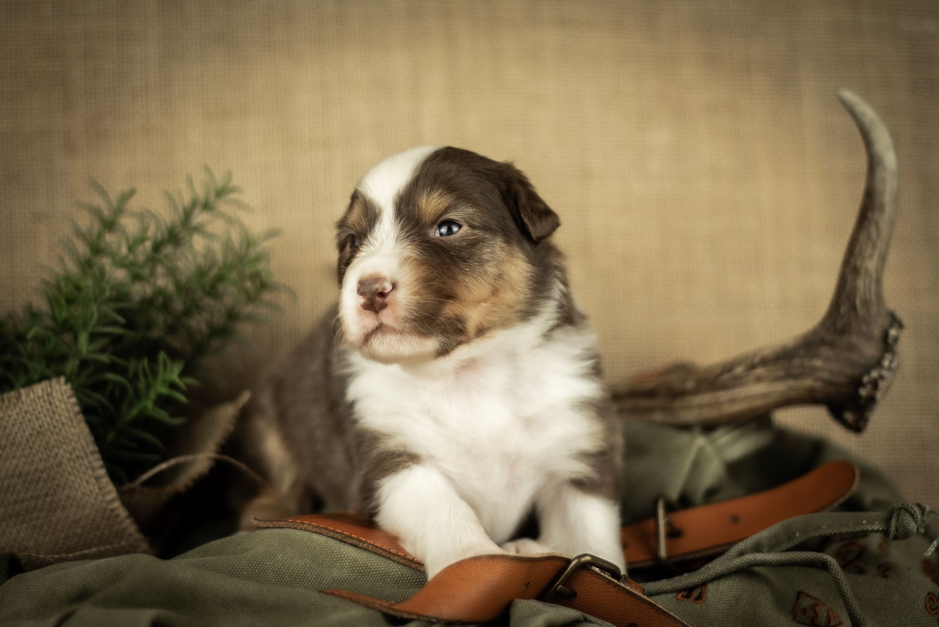 Australian Shepherd Welpe Hundewelpe Aussiewelpe