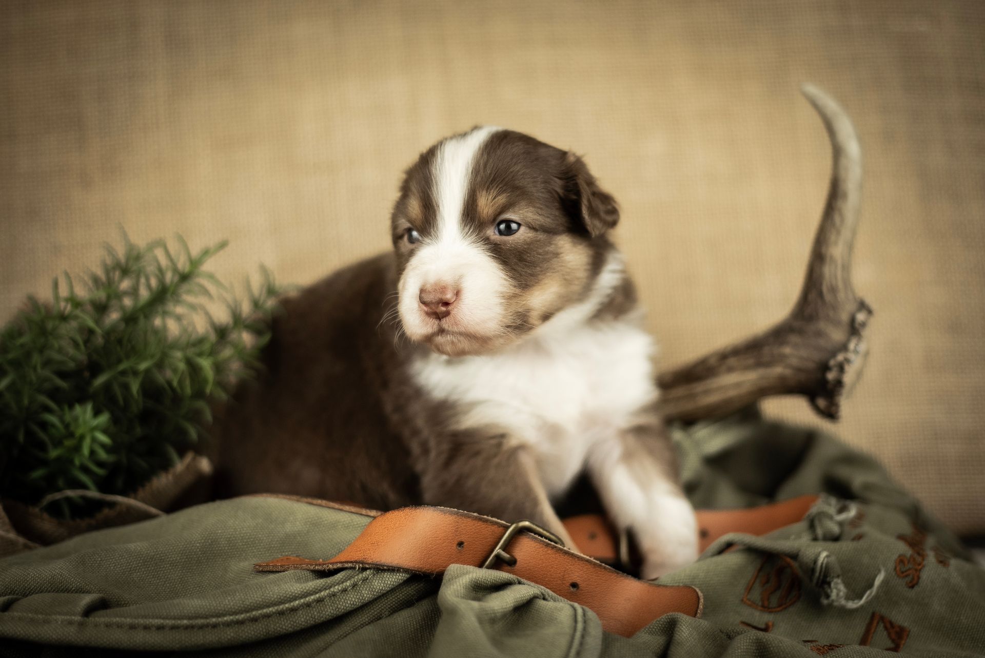 Australian Shepherd Welpe Hundewelpe Aussiewelpe