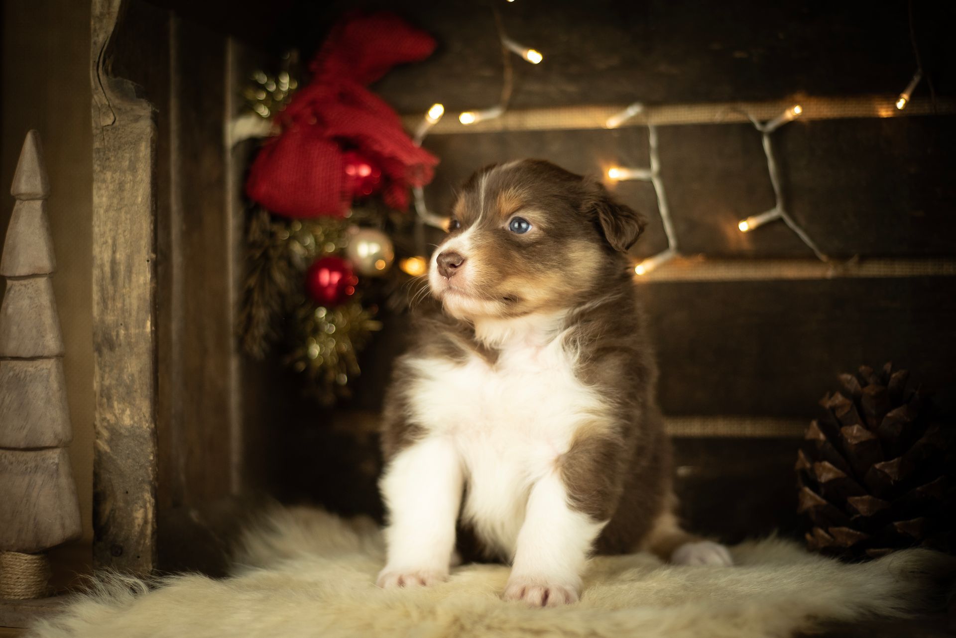 Australian Shepherd Welpe Hundewelpe Aussiewelpe