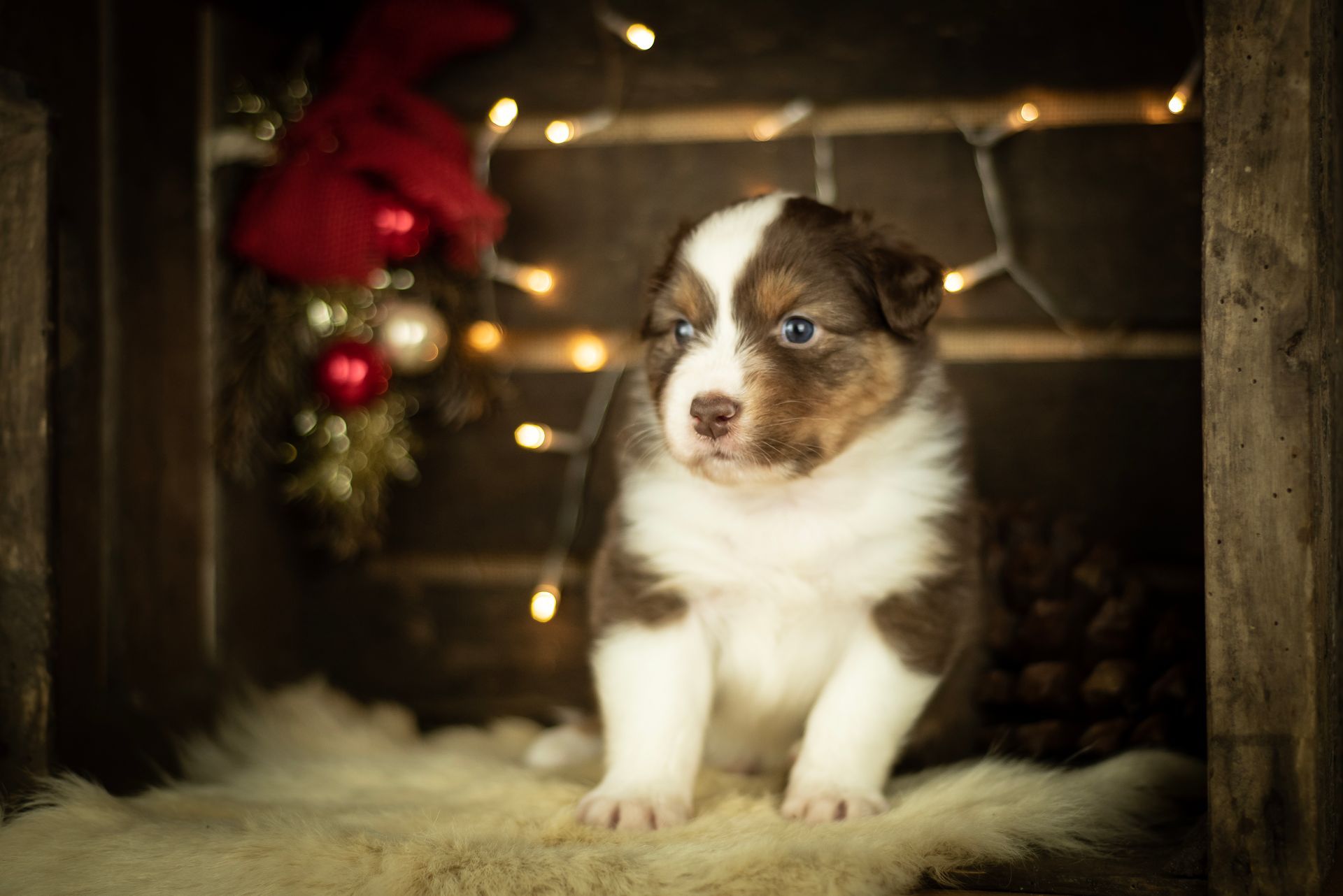Australian Shepherd Welpe Hundewelpe Aussiewelpe
