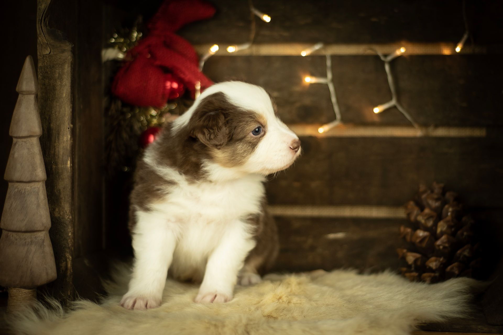 Australian Shepherd Welpe Hundewelpe Aussiewelpe