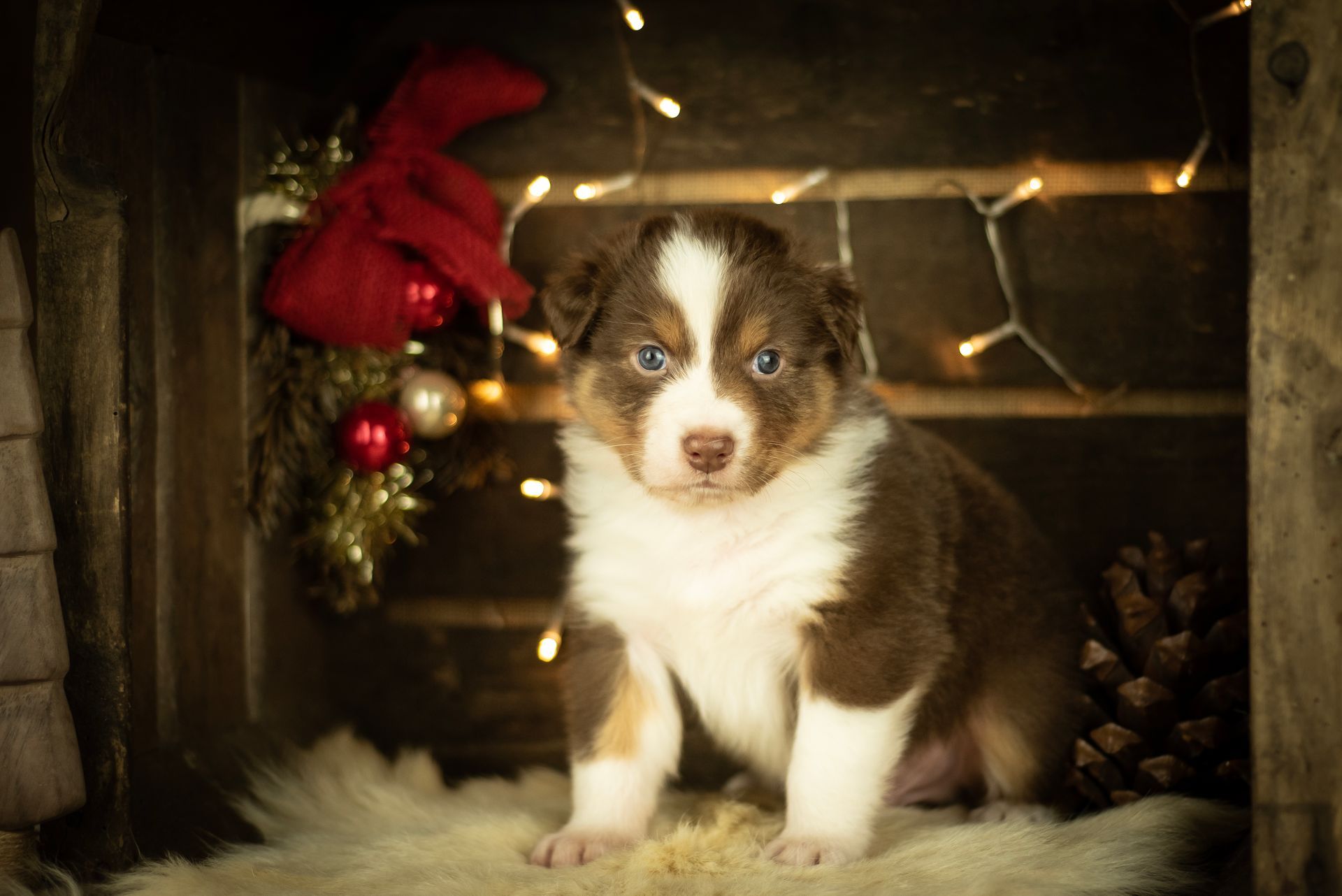Australian Shepherd Welpe Hundewelpe Aussiewelpe