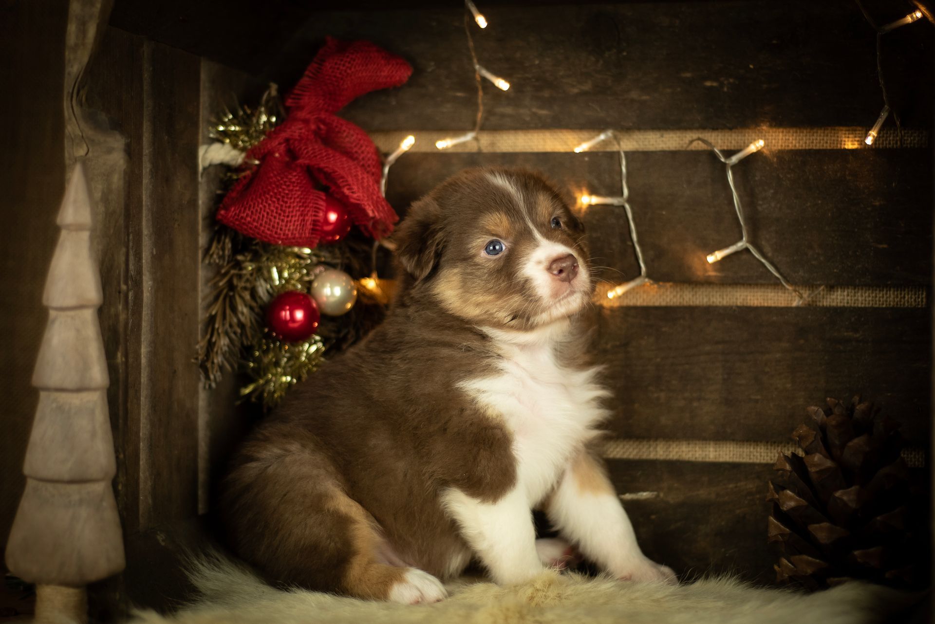 Australian Shepherd Welpe Hundewelpe Aussiewelpe