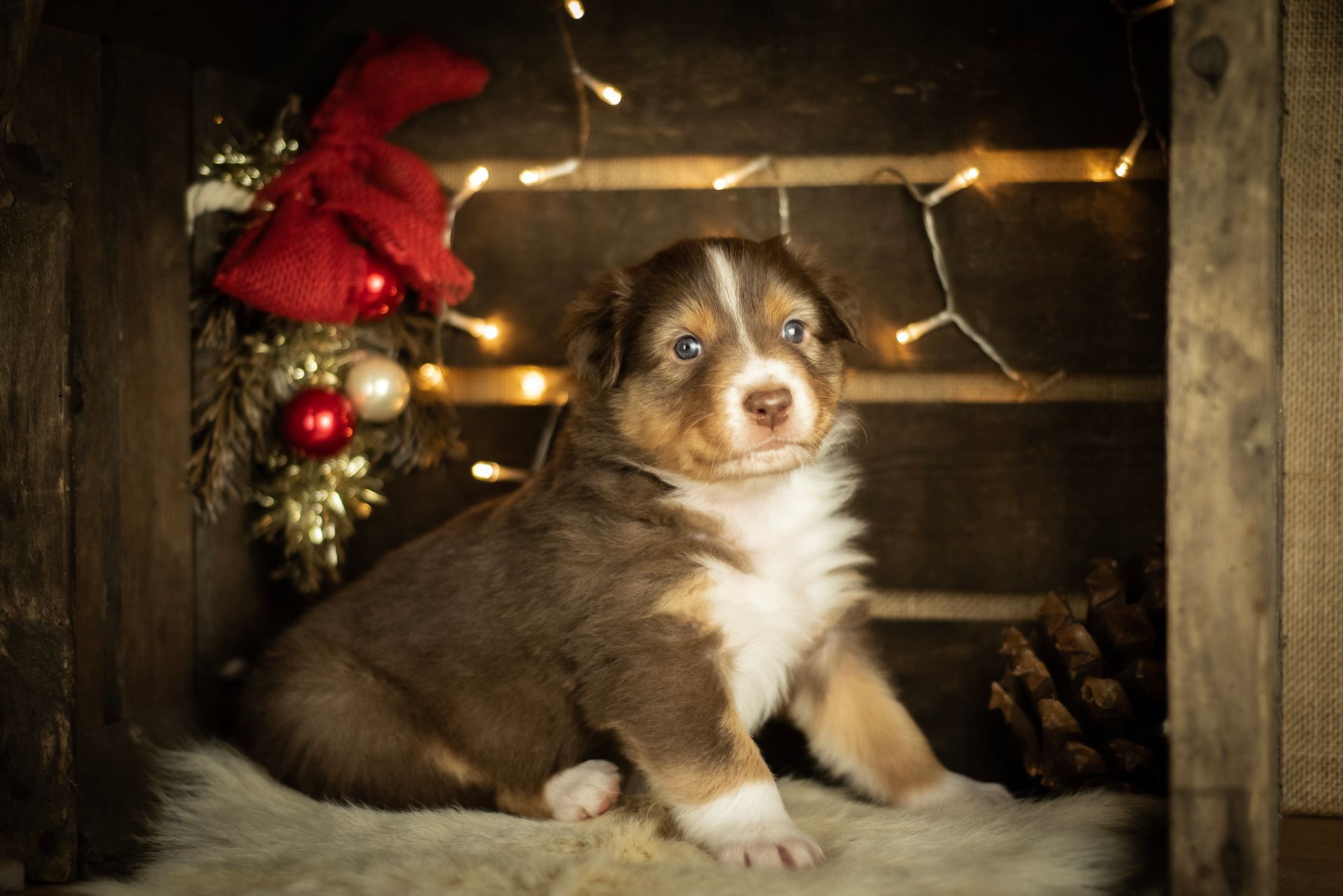 Australian Shepherd Welpe Hundewelpe Aussiewelpe